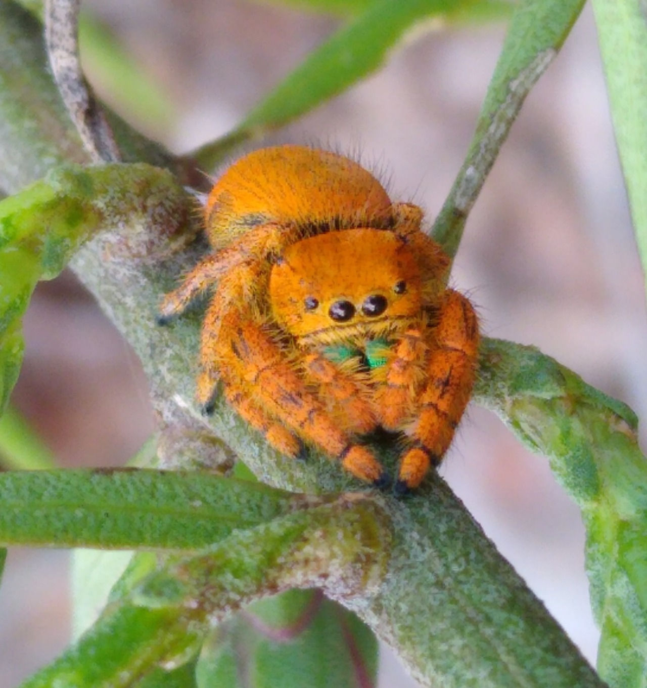 Wallpaper #e2dv9JIBSpphPi3-JXru183 Jumping Spiders in the Genus Phidippus Found One Nice Bug Per Day