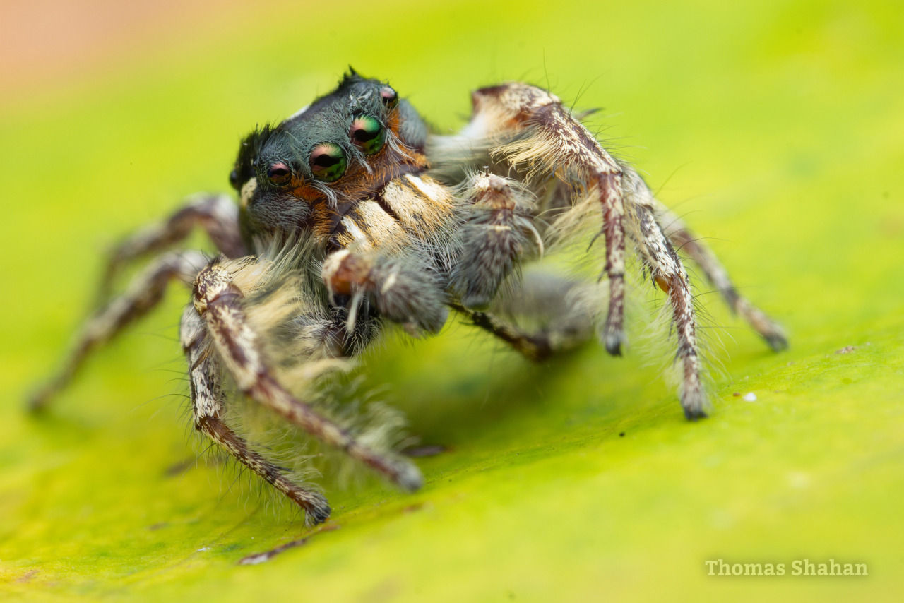 Wallpaper #e2dv9JIBSpphPi3-JXru123 Jumping Spiders in the Genus Phidippus Found One Nice Bug Per Day
