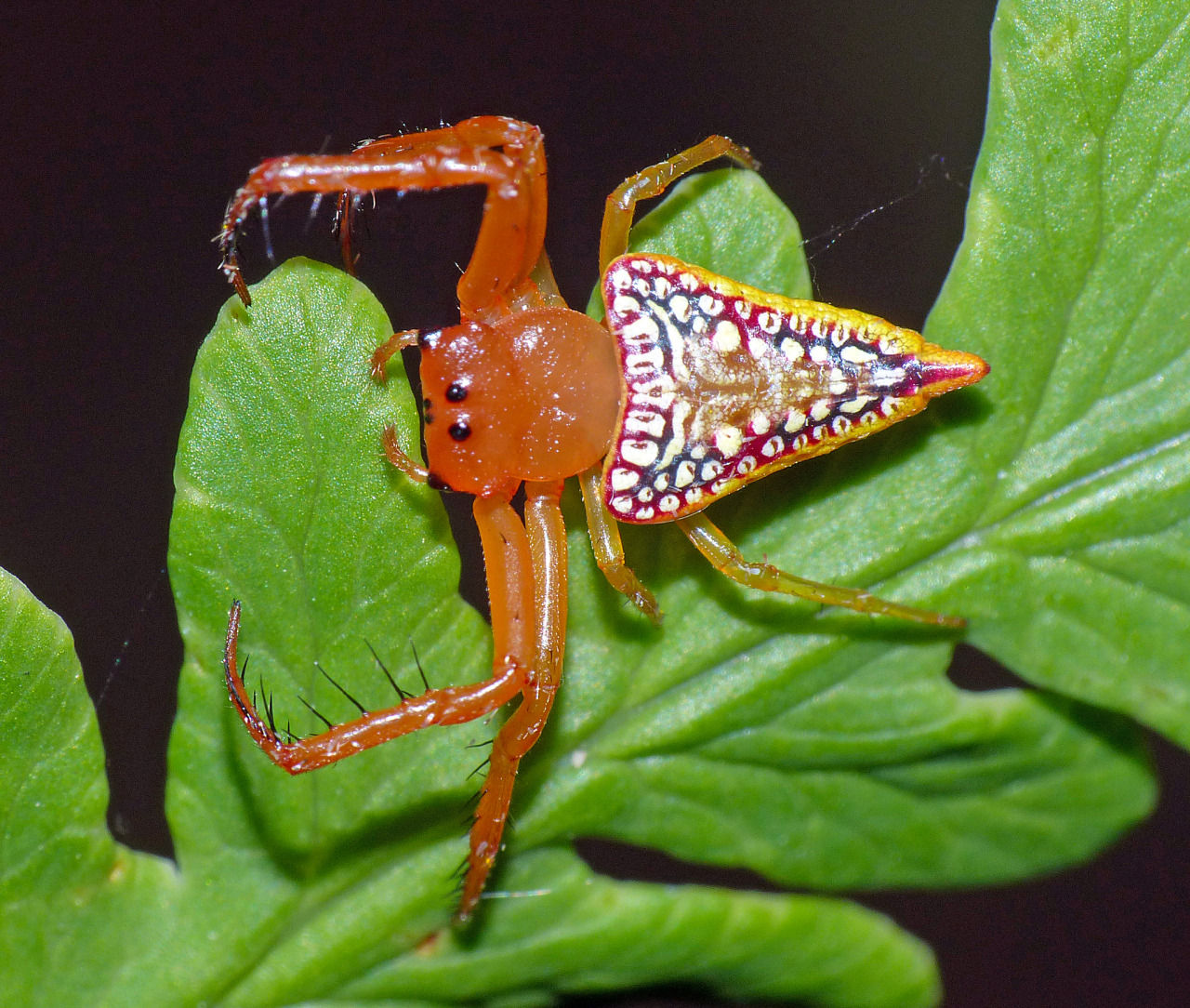 Wallpaper #yP_JaJMB3lSXT3zUg-SK223 Walckenaers Studded Triangular Spider Arkys One Nice Bug Per Day
