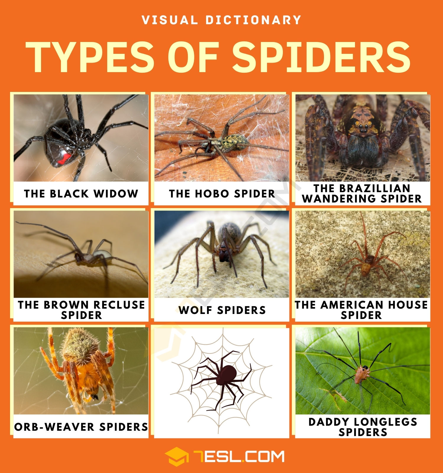 Wallpaper #KUDBMZMBJhL2WPbaNsh6335 Types of Spiders with Facts and Pictures 7esl