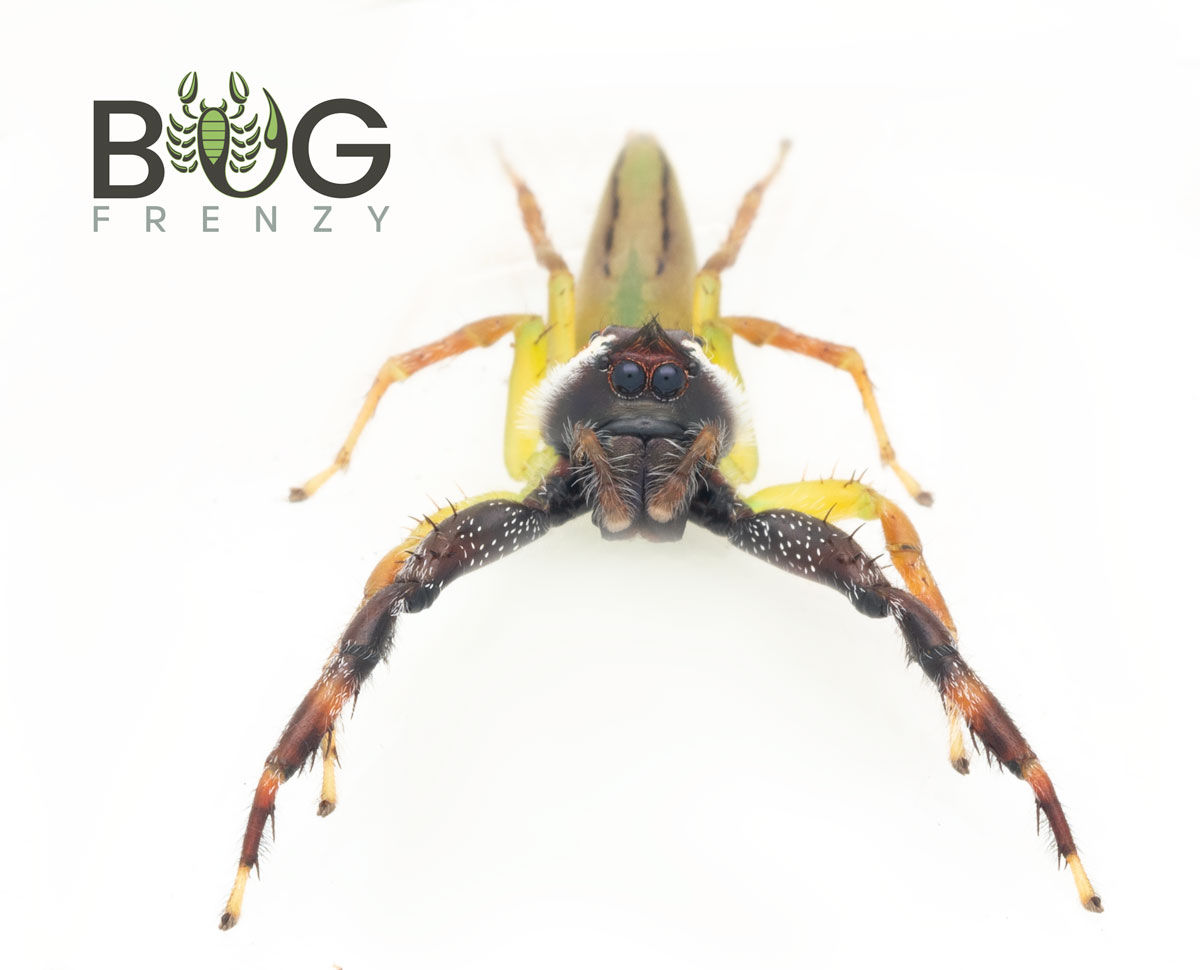 Wallpaper #e2dv9JIBSpphPi3-JXru280 Giant Green Jumping Spider Mopsus Mormon Males Bug Frenzy
