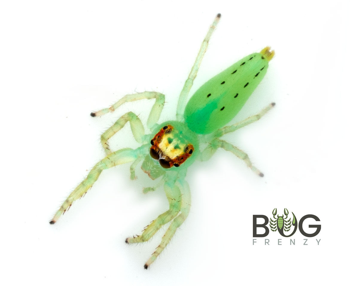 Wallpaper #e2dv9JIBSpphPi3-JXru271 Giant Green Jumping Spider Mopsus Mormon Captive Bred Juvenile Bug