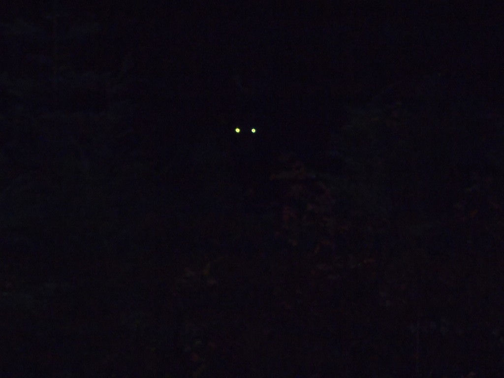 Wallpaper #0002c Glowing Wolf Eyes at Night