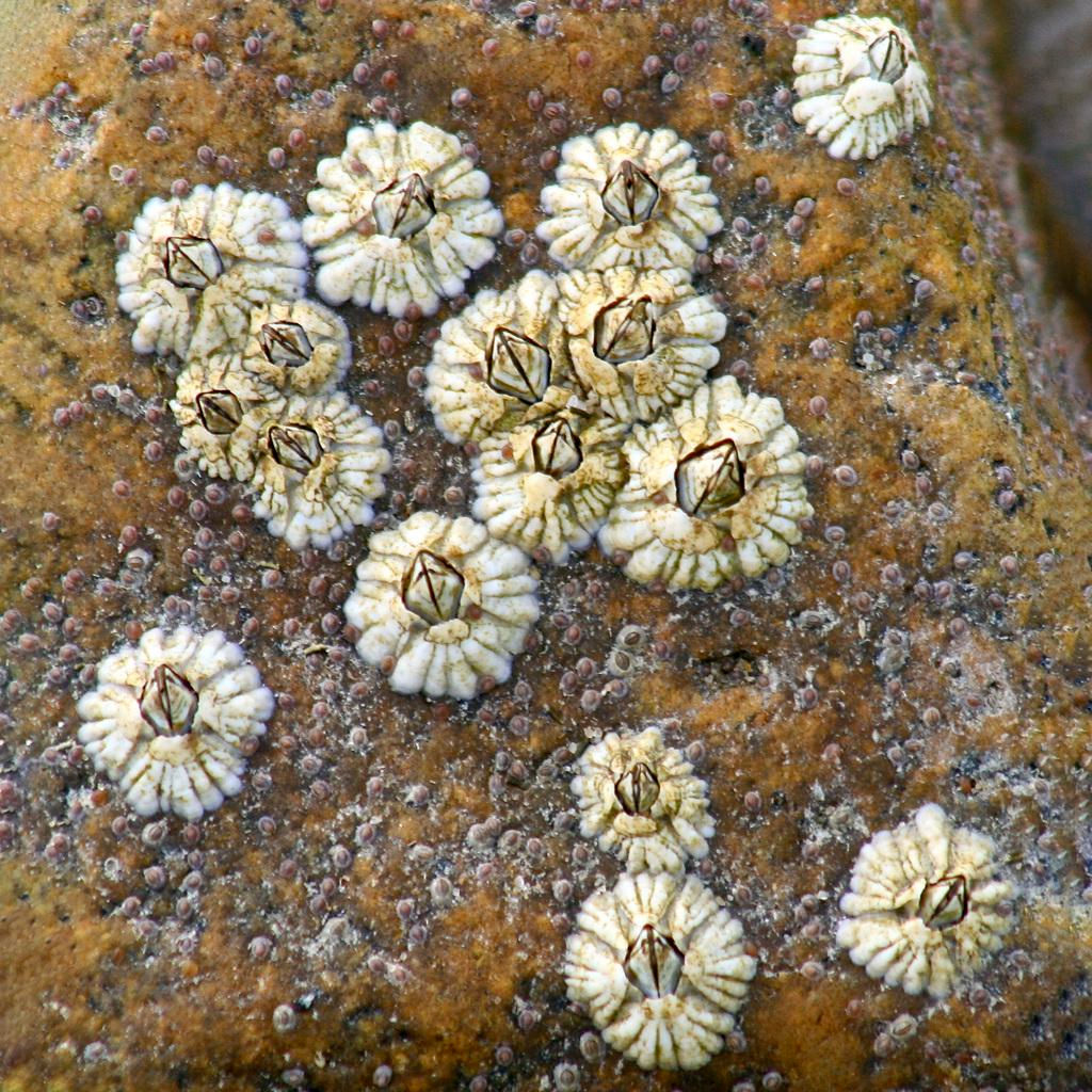 Wallpaper #1E397 Barnacles on Rocks Important Wallpapers