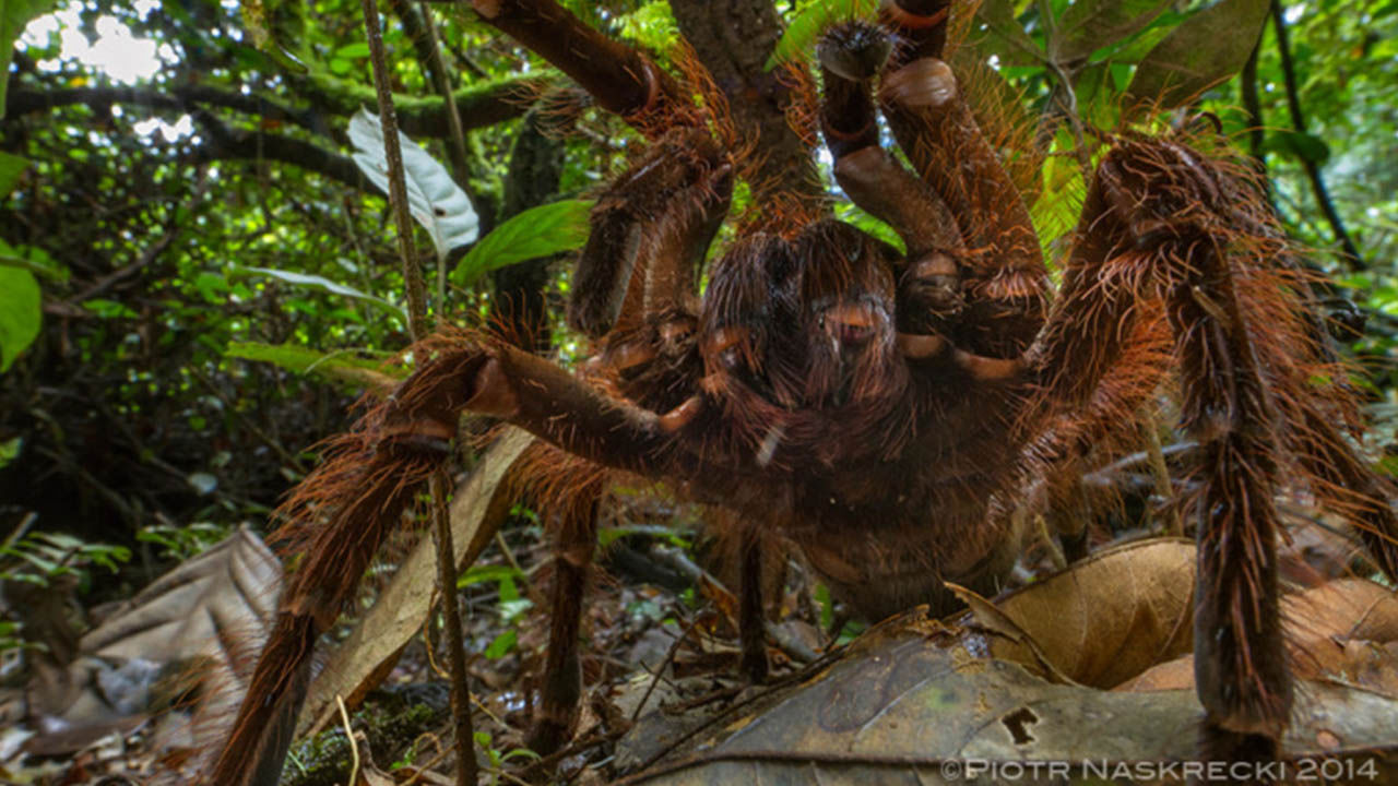 Wallpaper #ce6bd Giant Spider on the Ceiling of an Abandoned Psychiatric Hospital R