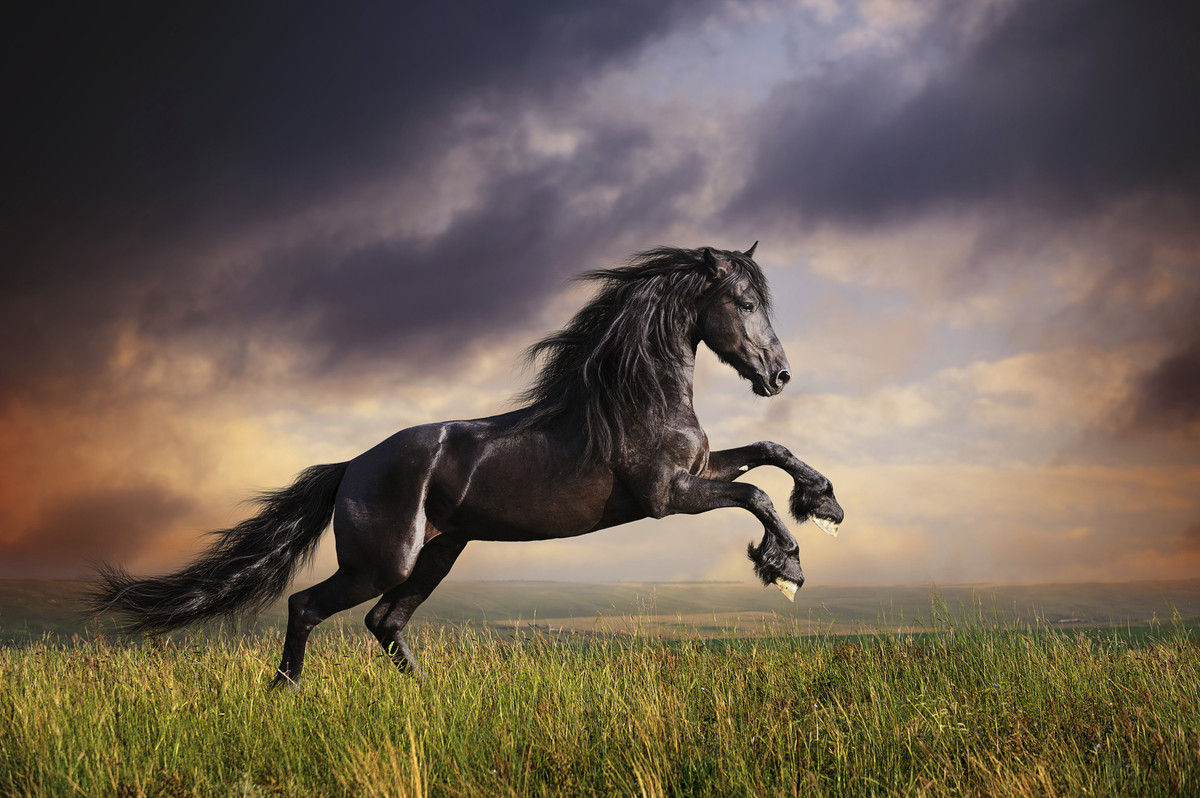Wallpaper #CR2YLJMBlOZrFDOk0ssm169 27 Stock Photos of Horses That Will Restore Your Faith in Horses Huffpost
