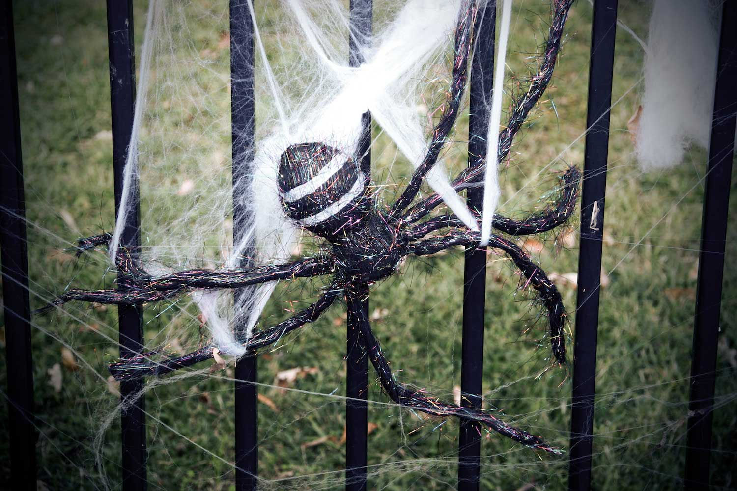 Wallpaper #NP8hZ5MB3lSXT3zUKuKu70 Scary Situation Fake Spiderwebs a Real Fright for Wildlife Forest
