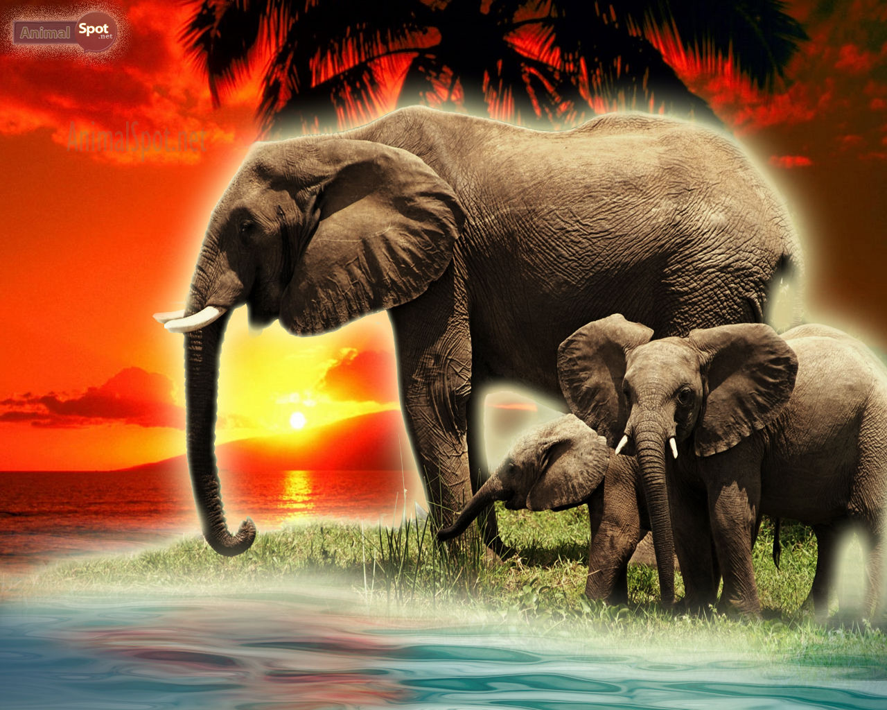 Wallpaper #sHfNJ5MB-pgBXx60h6cK170 Elephant Background