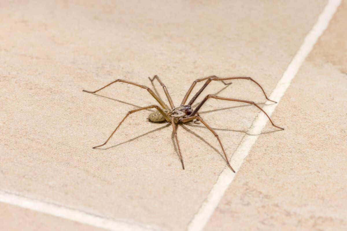 Wallpaper #4WiTH5MBSpphPi3-kStI226 Washingtons Giant House Spiders Animals Around the Globe