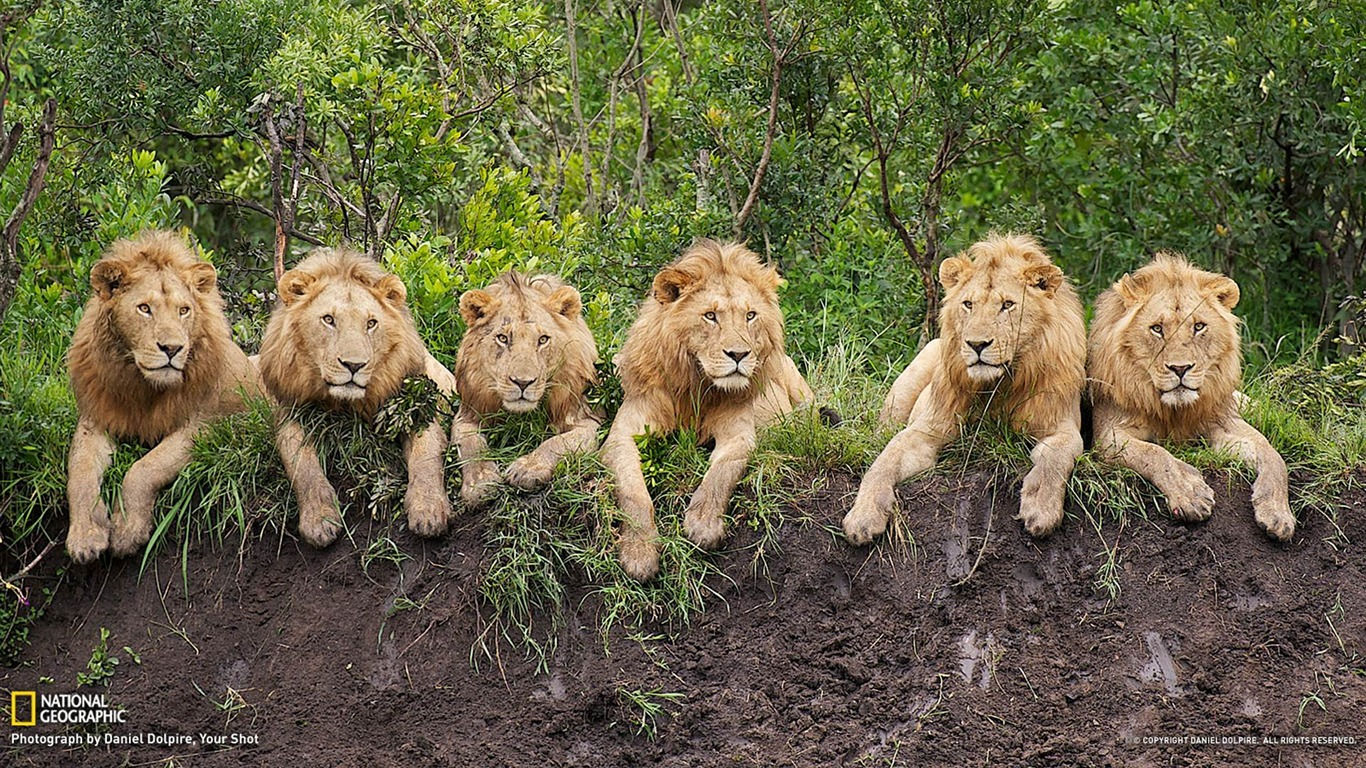 Wallpaper #VGfV_5IBSpphPi3-BKSc183 Resting Lions Tanzania National Geographic Wallpaper Preview