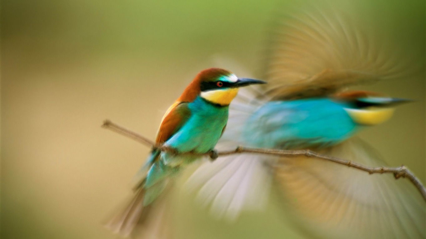 Wallpaper #Sz-jO5MBLiIJ4c9Oy4-H150 Hummingbird Mac Os X Mountain Lion HD Wallpapers Avance 10wallpapercom