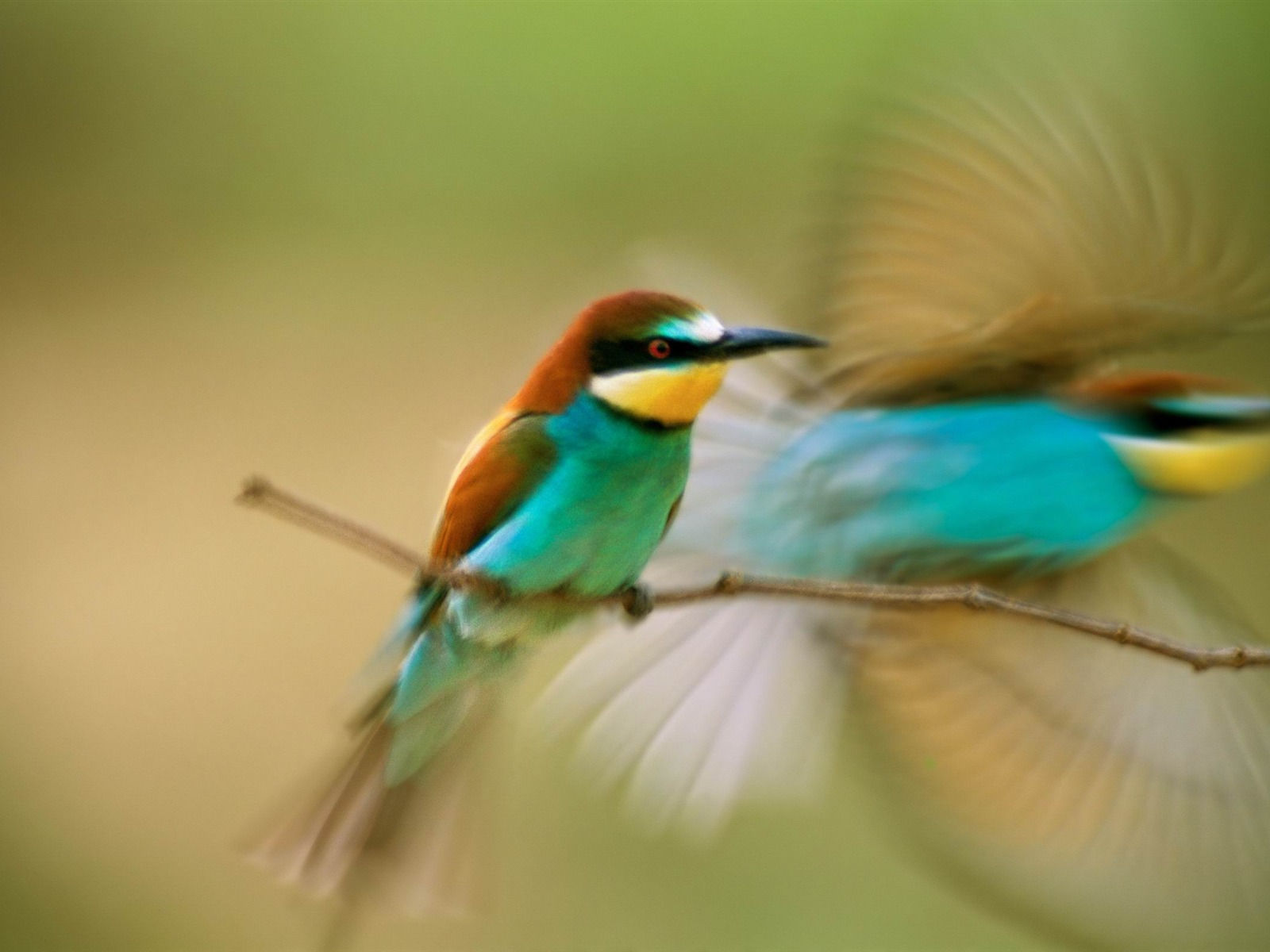 Wallpaper #Sz-jO5MBLiIJ4c9Oy4-H51 Hummingbird Mac Os X Mountain Lion HD 10wallpapercom