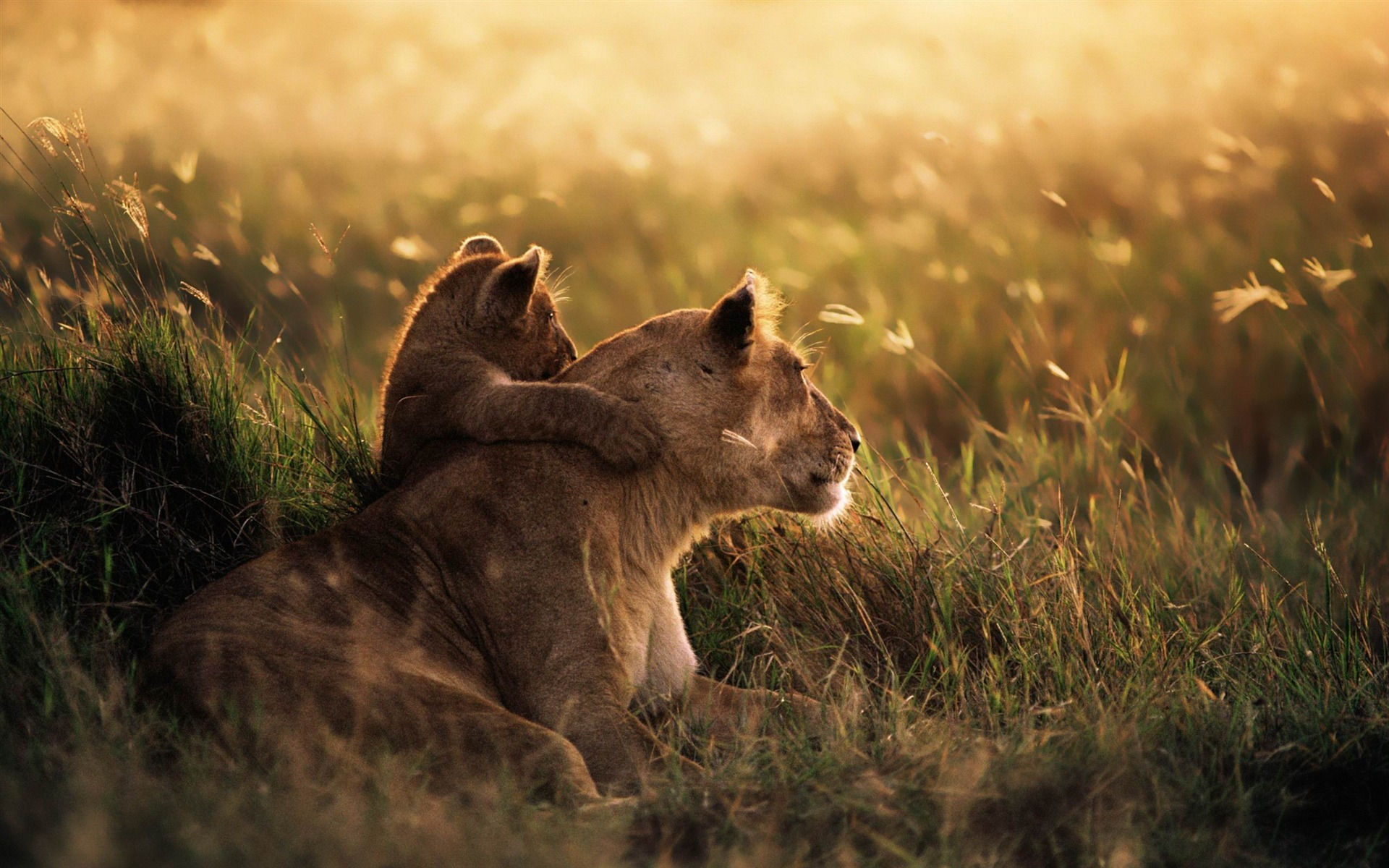 Wallpaper #Sz-jO5MBLiIJ4c9Oy4-H268 Os X Mountain Lion 10wallpapercom