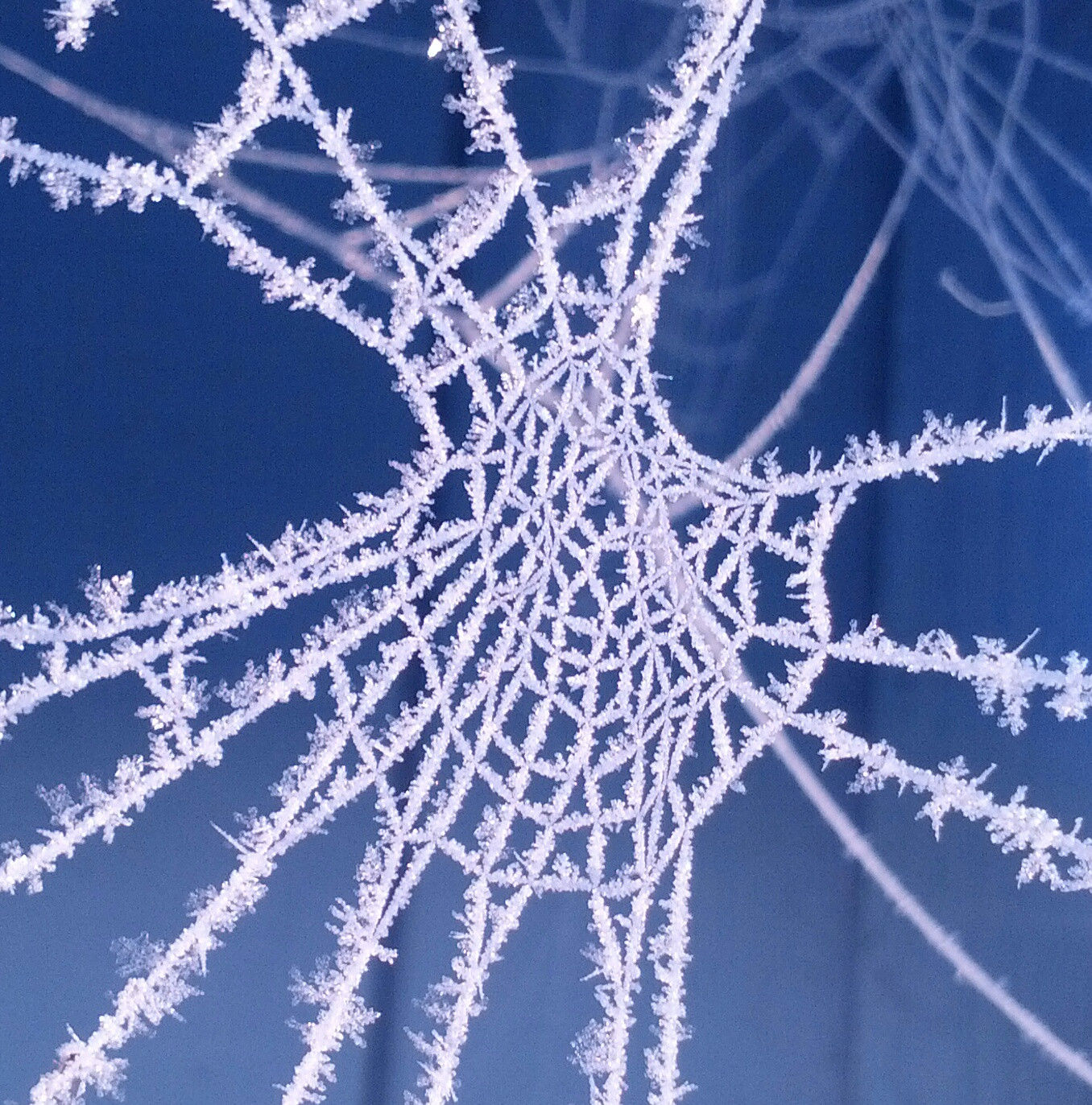 Wallpaper #zqkWiJcBxbDgA0Rl1O5S137 Picture of the Day Frosted Spider Web Twistedsifter