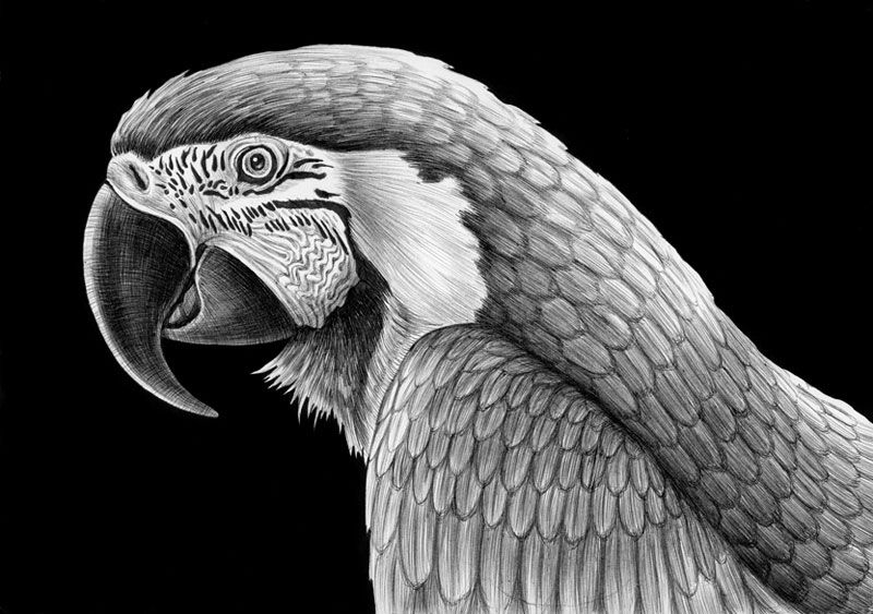 Wallpaper #sZy14pIBZHQxiYarjMHJ165 Detailed Animal Drawings Using Only Ink Twistedsifter