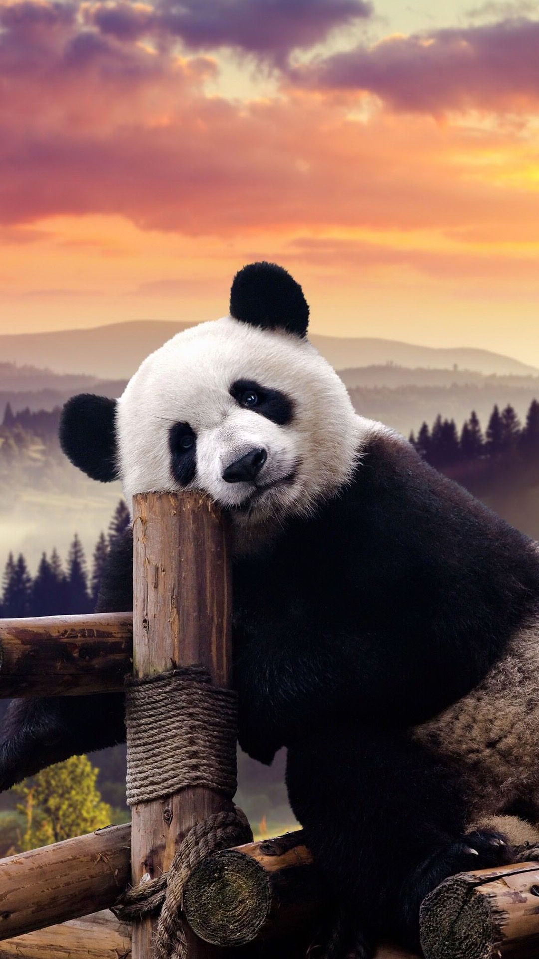 Wallpaper #jH1O8o4Bnwiau_P6YgsK10 Panda Wallpaper Kolpaper Awesome Free HD Wallpapers