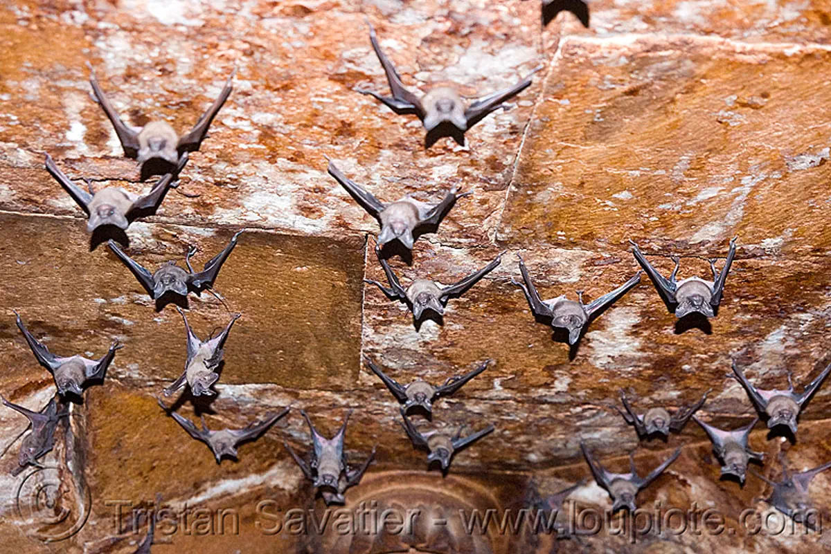 Wallpaper #2mdTDJMBSpphPi3-nt1P370 Bats Hanging from Ceiling