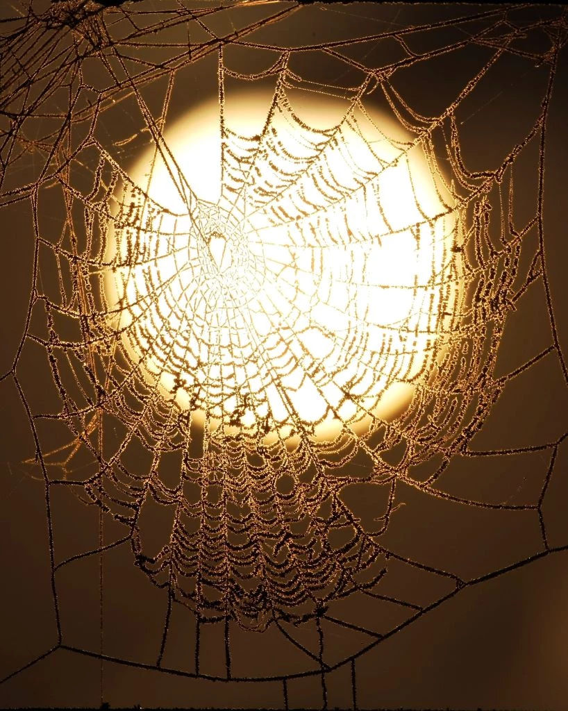 Wallpaper #sBmPEo8BtGB6xQ78TGM06 Spider Webs Beautifully Intricate Gallery