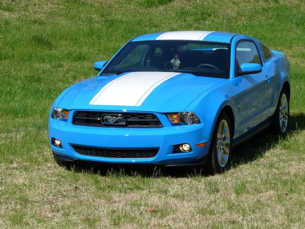 Wallpaper #BGjjFpMBSpphPi3-kQ39258 2010 Grabber Blue Mustang GT Ford Mustang Forum