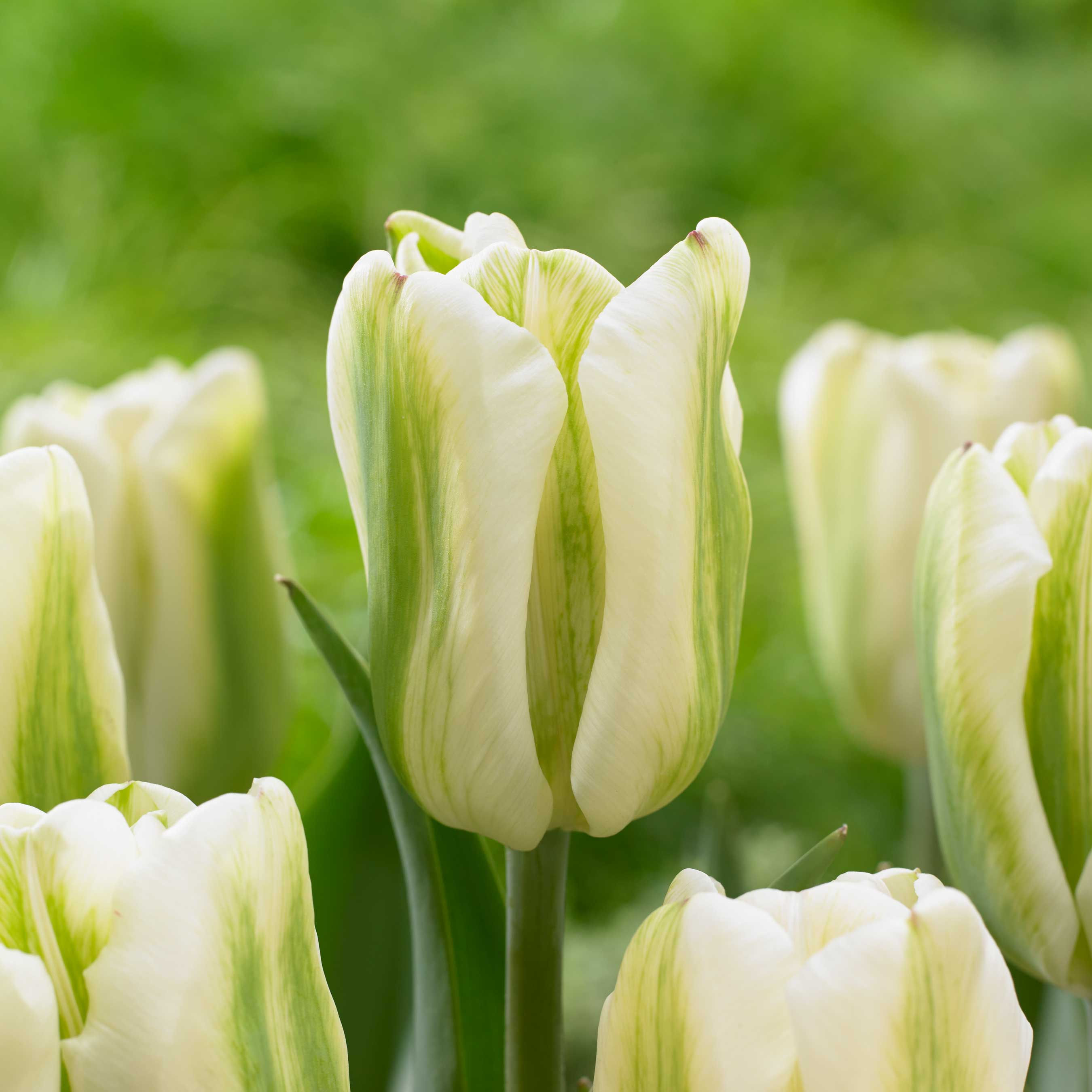 Wallpaper #0f480 Tulips Golden Varietie Stock Image Image of Grass 19338473