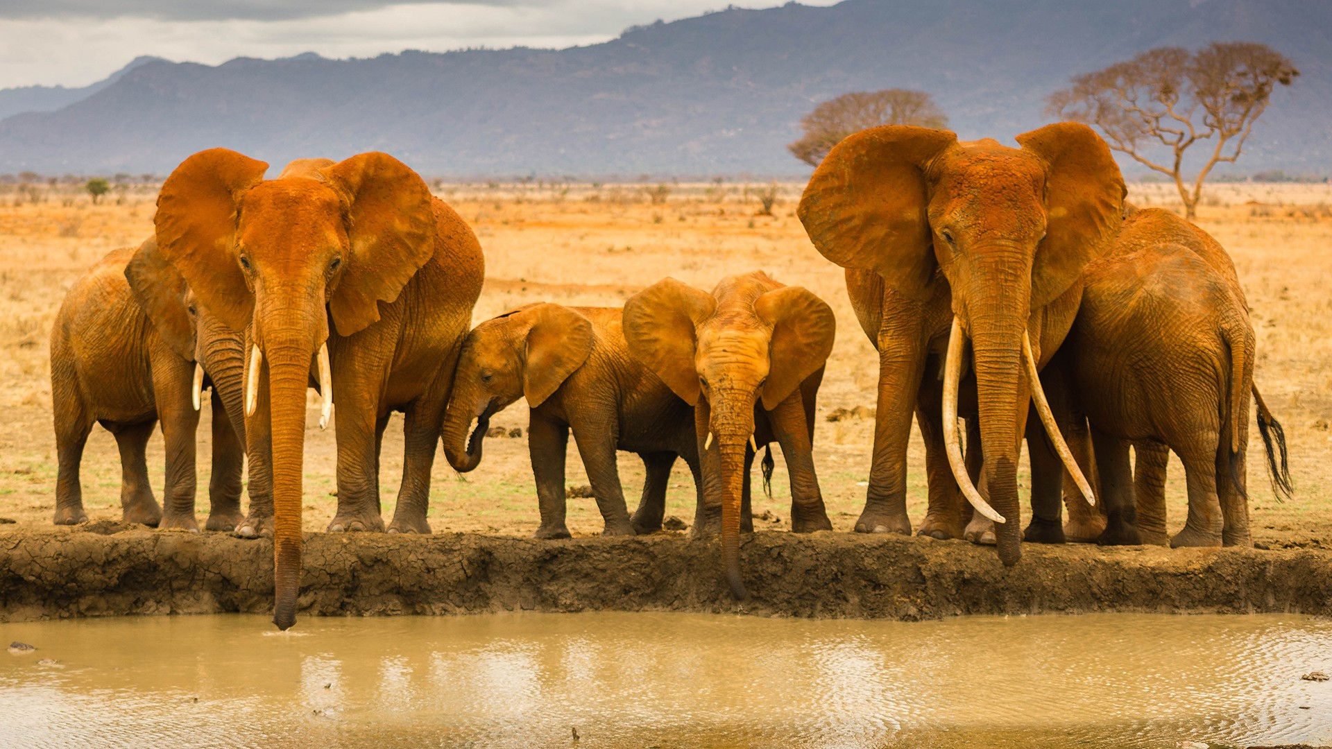 Wallpaper #sHfNJ5MB-pgBXx60h6cK55 Elephant Full HD Wallpaper and Background Image 1920x1080 Id435597