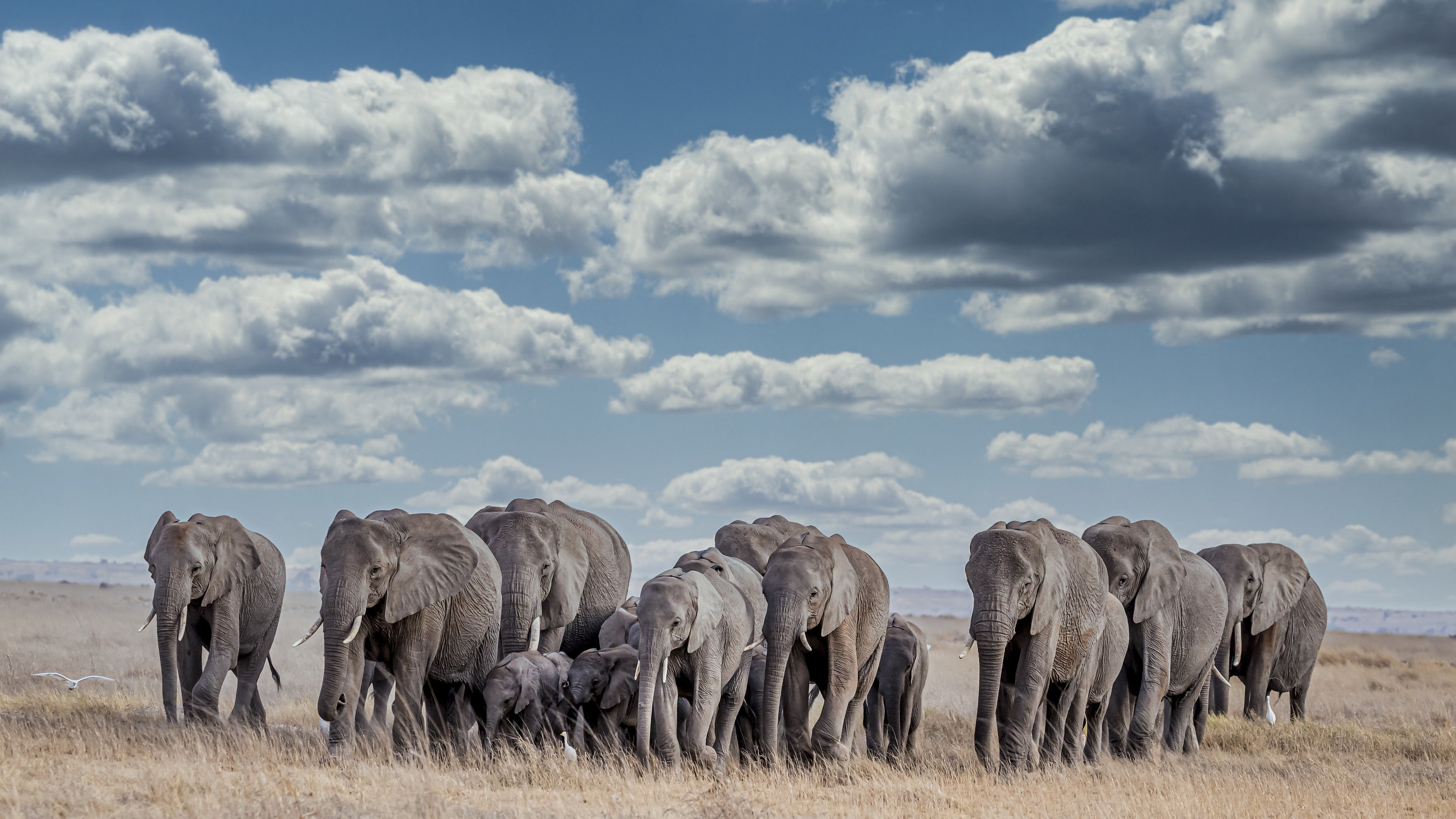 Wallpaper #sHfNJ5MB-pgBXx60h6cK173 Download Animal African Bush Elephant 4K Ultra HD Wallpaper