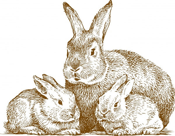 Wallpaper #sZy14pIBZHQxiYarjMHJ36 Line Art Animal Rabbit Vector Vectors Graphic Art Designs in Editable