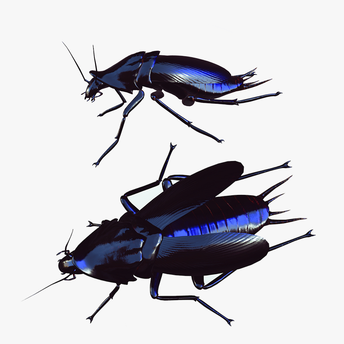 Wallpaper #SWdXCpMBSpphPi3-q9Qk120 Obj File Cockroach Cockroach 3D Model Animated for Blender Fbx Unity