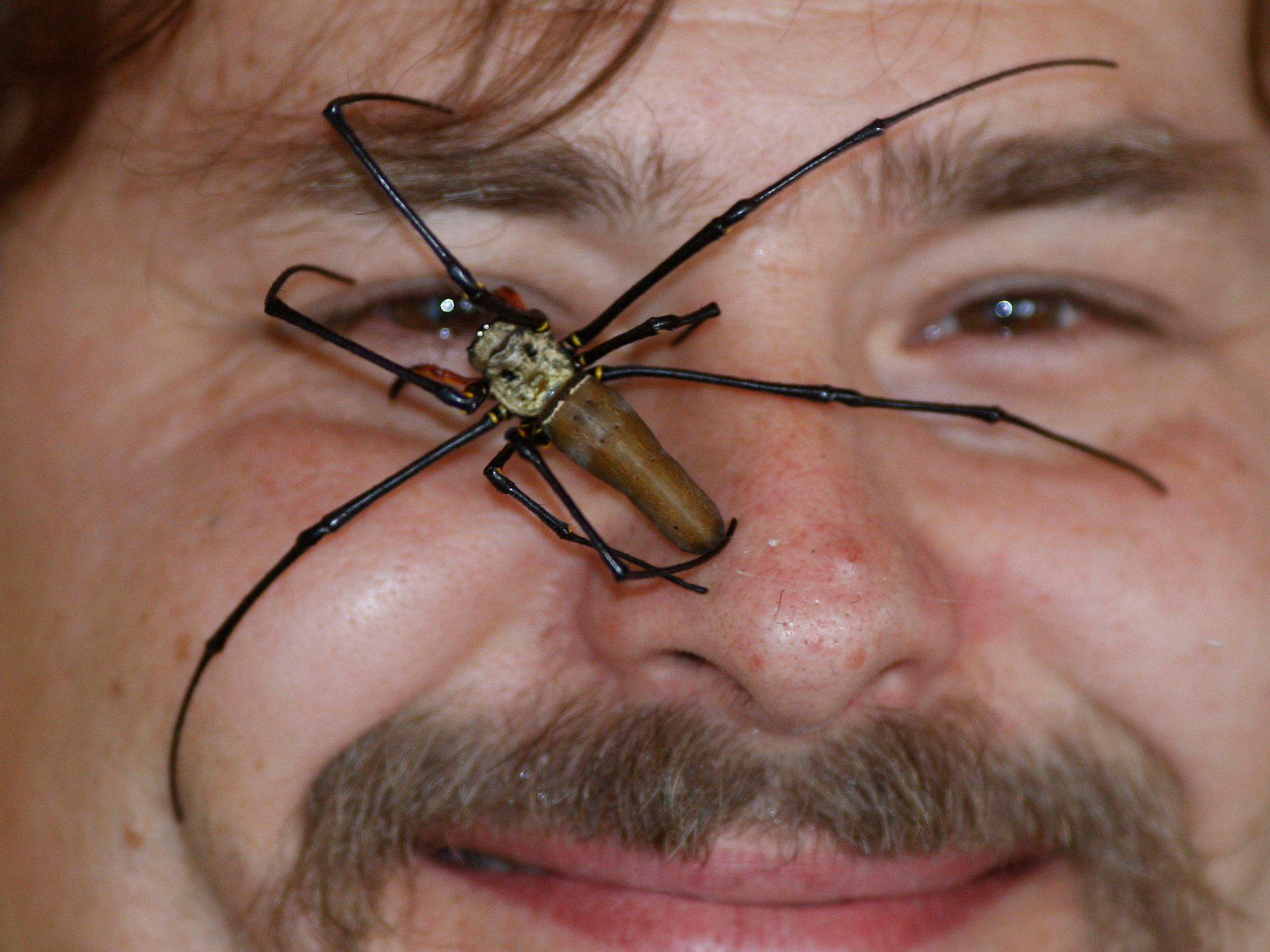 Wallpaper #VWcg6ZIBSpphPi3-e0A-274 Australian Spiders