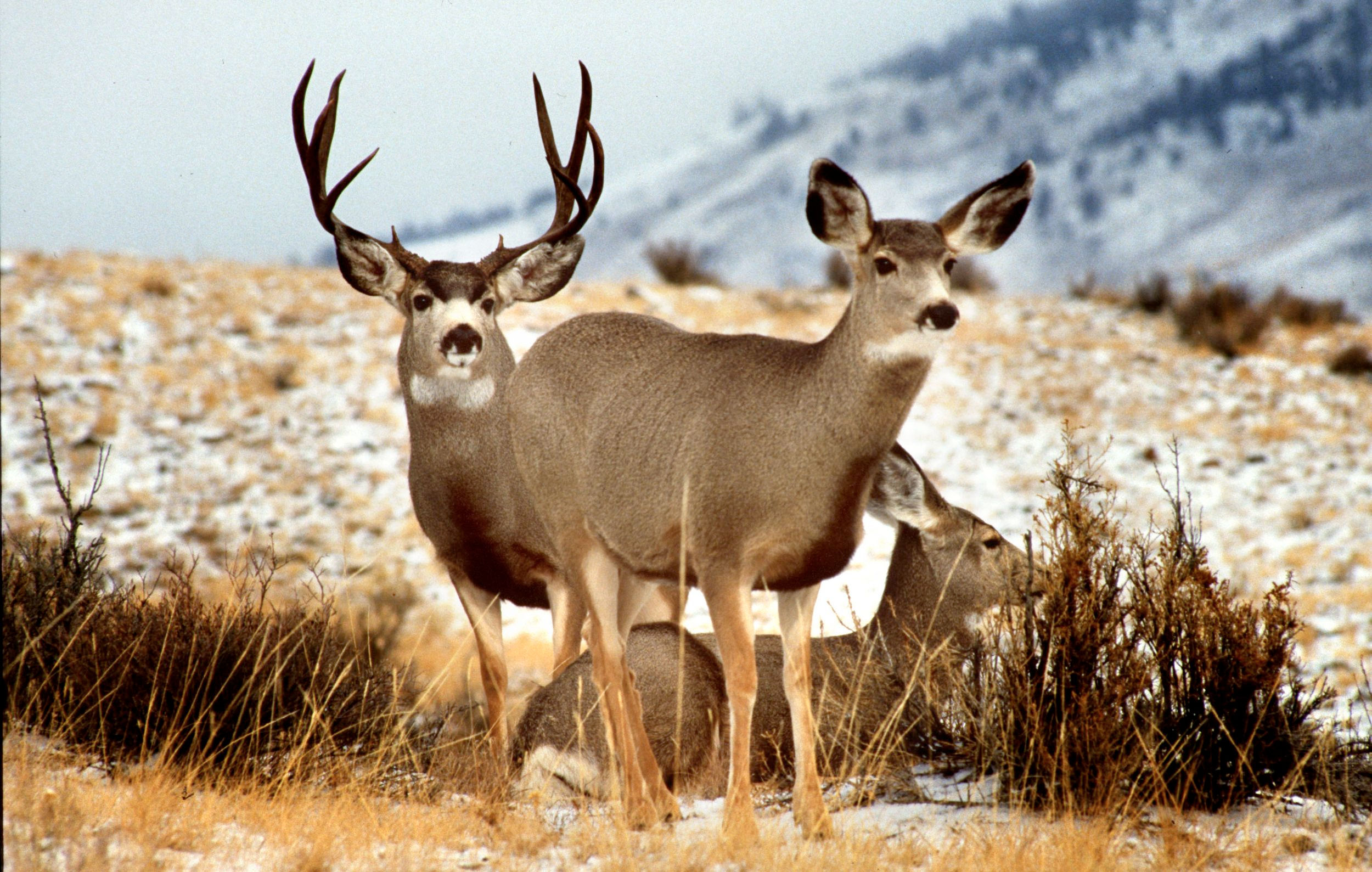 Wallpaper #FmiZE5MBSpphPi3-2gHs282 Idaho Whitetails Resilient the Spokesman Review