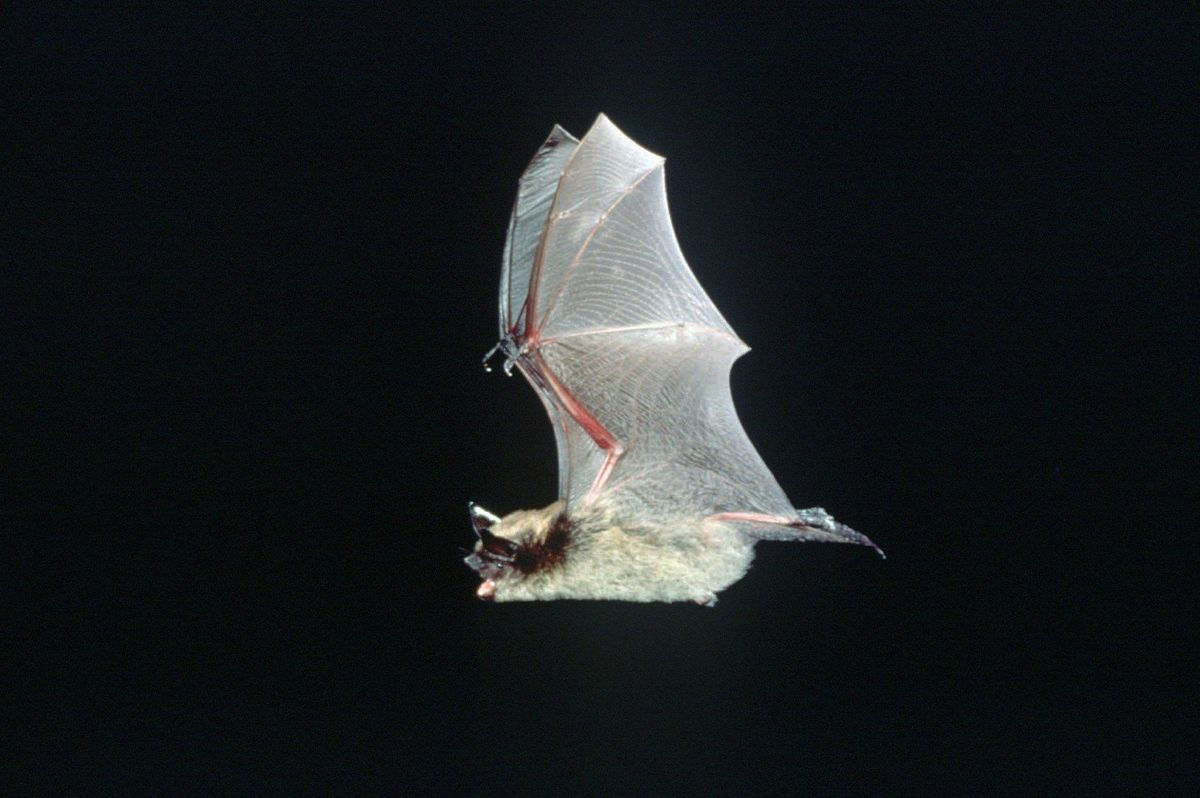 Wallpaper #uGcKC5MBSpphPi3-5NdM480 Spike in Rabid Bats May Stem from Record Heat in Washington the
