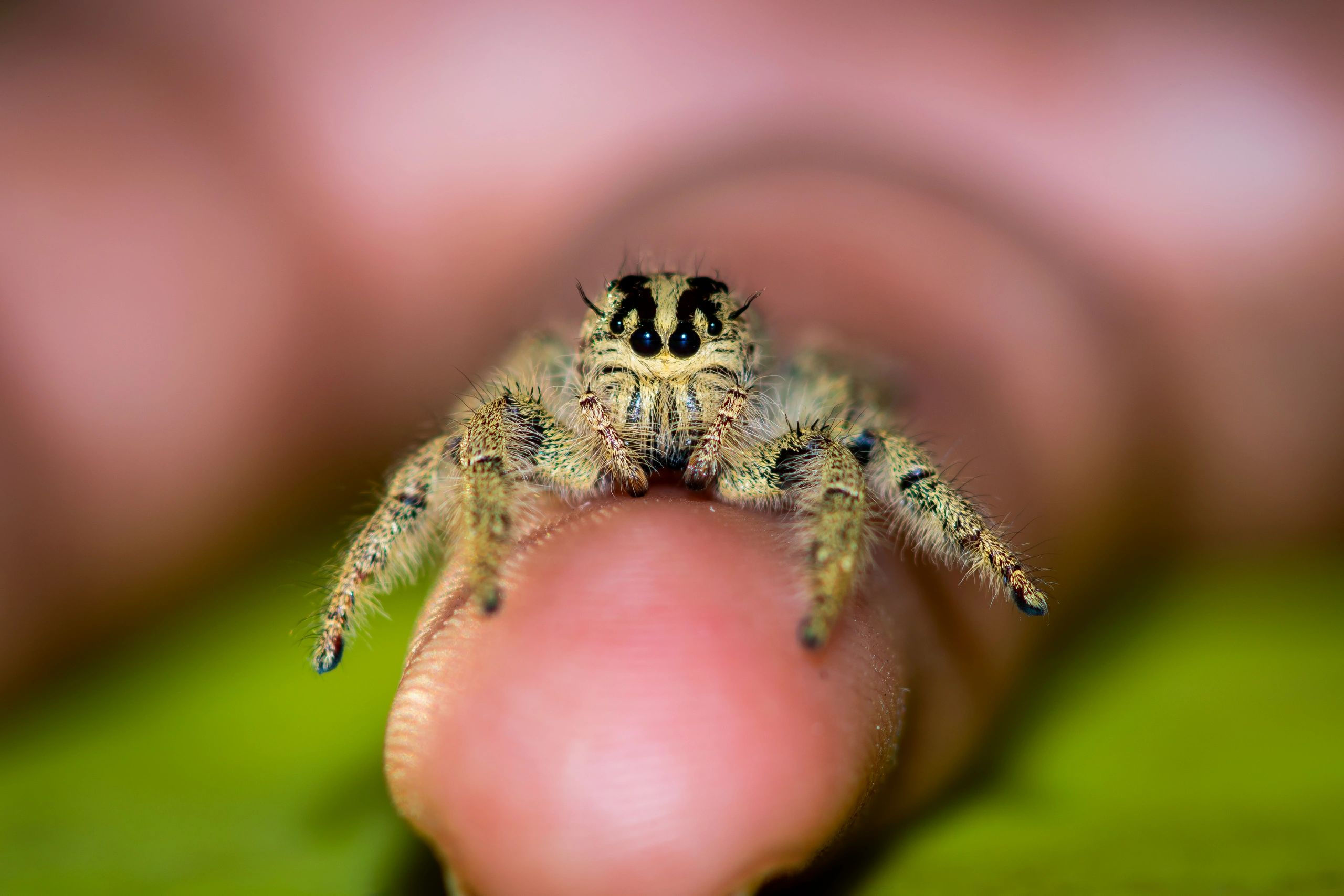 Wallpaper #wWeM-5IBSpphPi3-WJSY223 Pet Jumping Spider Anna Blog