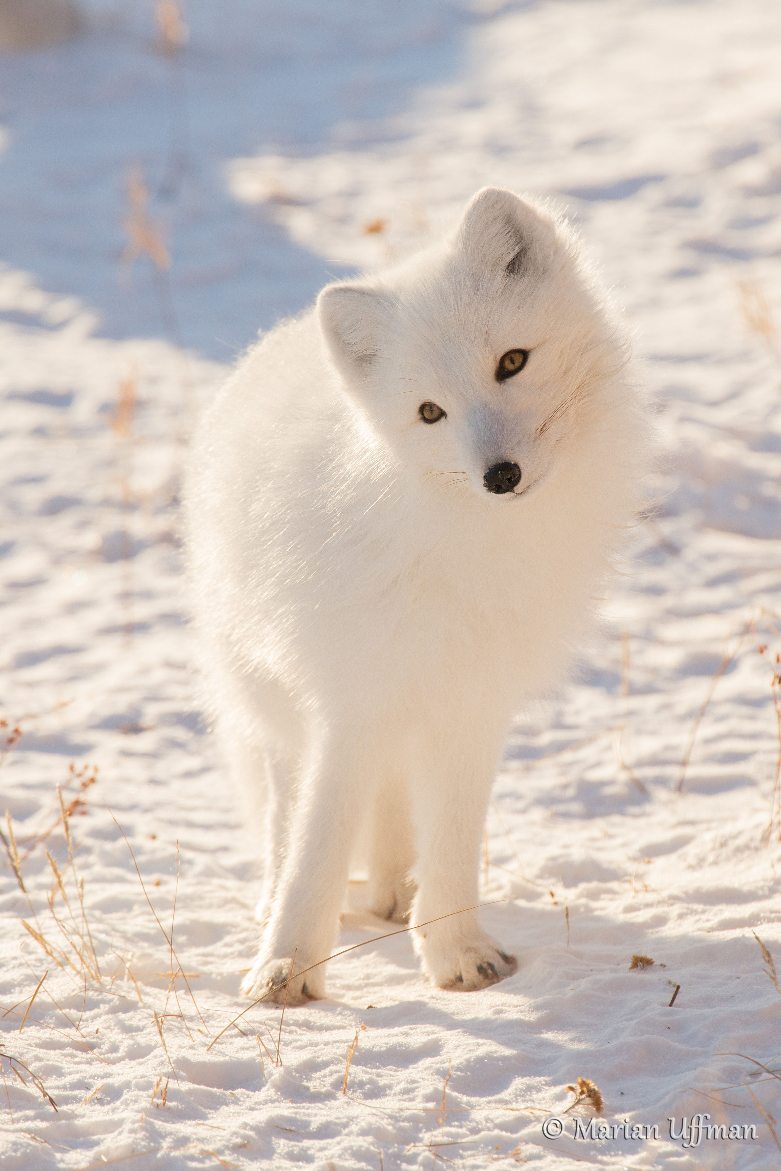 Wallpaper #33dqJpMB-pgBXx60GaEs282 Magnificent Arctic Foxes of Manitoba Steve and Marian Uffman Nature