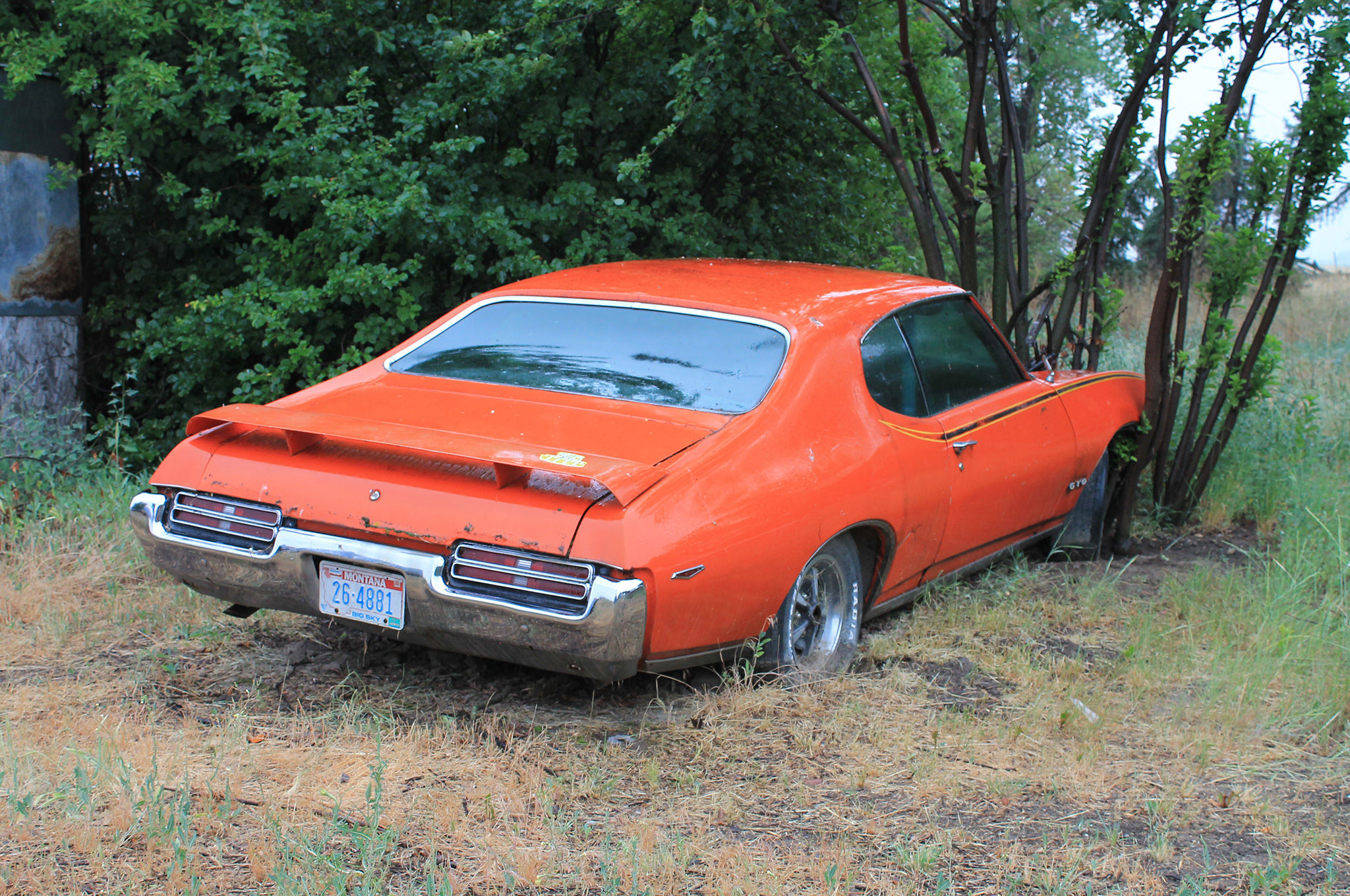 Wallpaper #JGfj8JIBSpphPi3-gml0110 The Judge in the Tree is Finally Free 1969 Pontiac Gto Saved After 30
