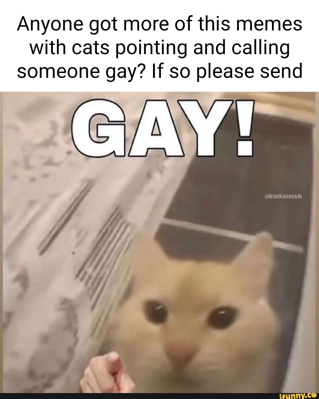 Wallpaper #C2ew8ZIBSpphPi3-tW1k172 Anyone Got More of This Memes with Cats Pointing and Calling Someone