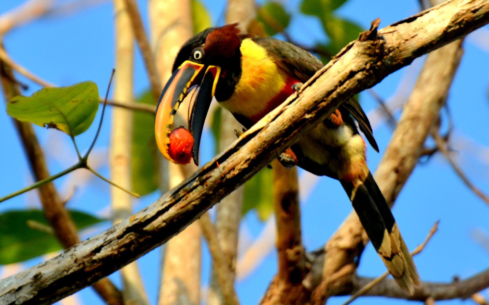 Wallpaper #eJ2aZZcBkAG5jTCH2LIX191 Chestnut Eared Aracari Bird to the Toucan and Aracari Familynative to