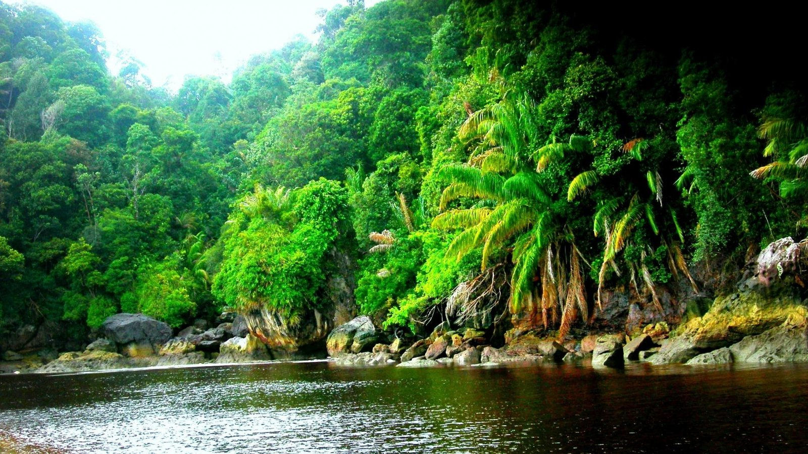 Wallpaper #HX1A9I4Bnwiau_P6XQ--8 Amazon Rainforest Jungle Black River Wallpaper HD Resolution 1920x1080