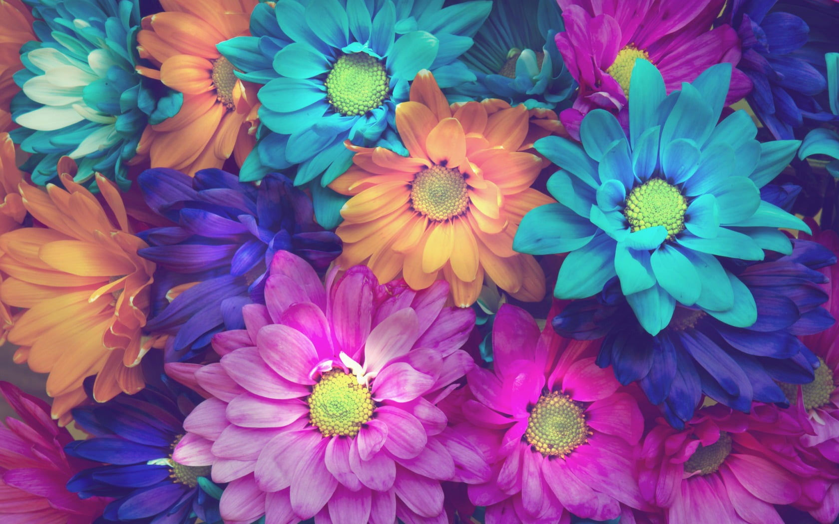 Wallpaper #zGhWIpMBSpphPi3-CTJk65 Teal Pink Blue and Orange Flowers HD Wallpaper Wallpaper Flare