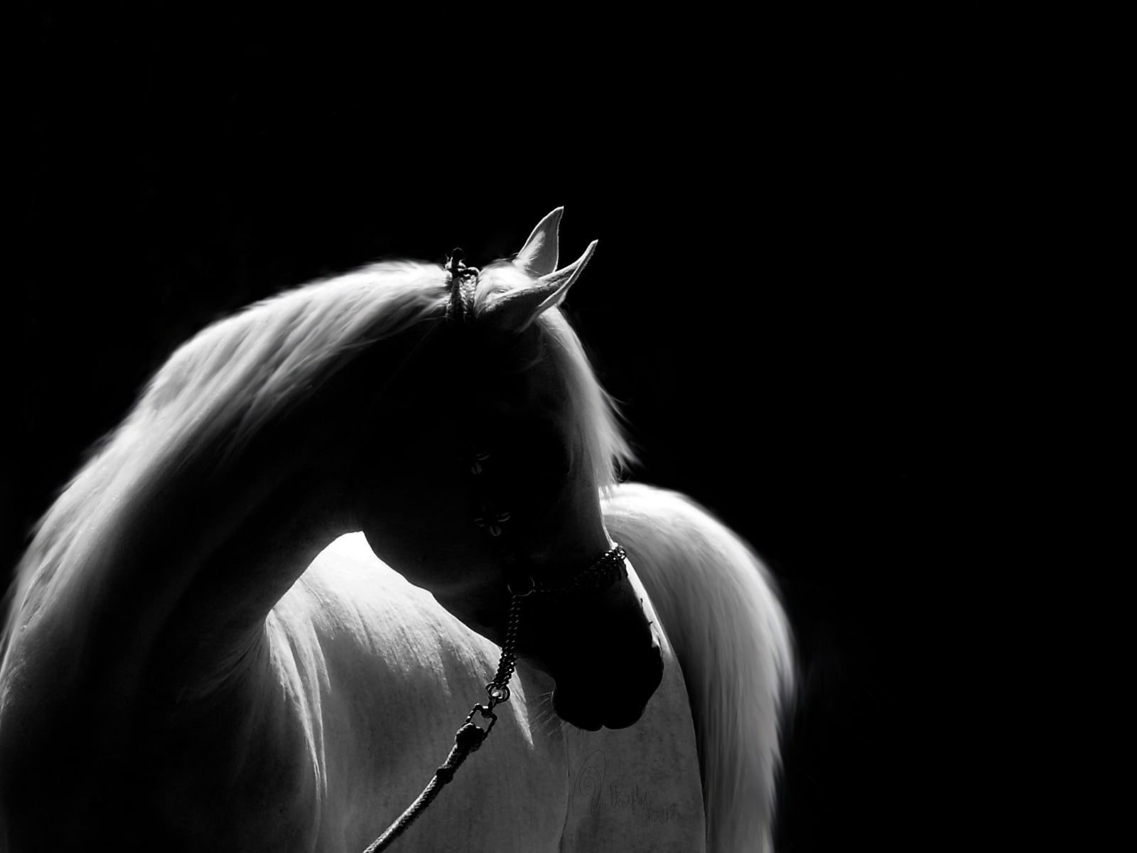 Wallpaper #bWfaEpMBSpphPi3-4_0h251 White Horse HD Wallpaper Wallpaper Flare