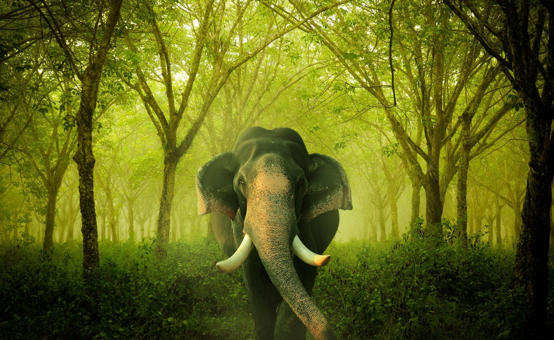 Wallpaper #sHfNJ5MB-pgBXx60h6cK103 Black Elephant in Green Forest HD Wallpaper Wallpaper Flare