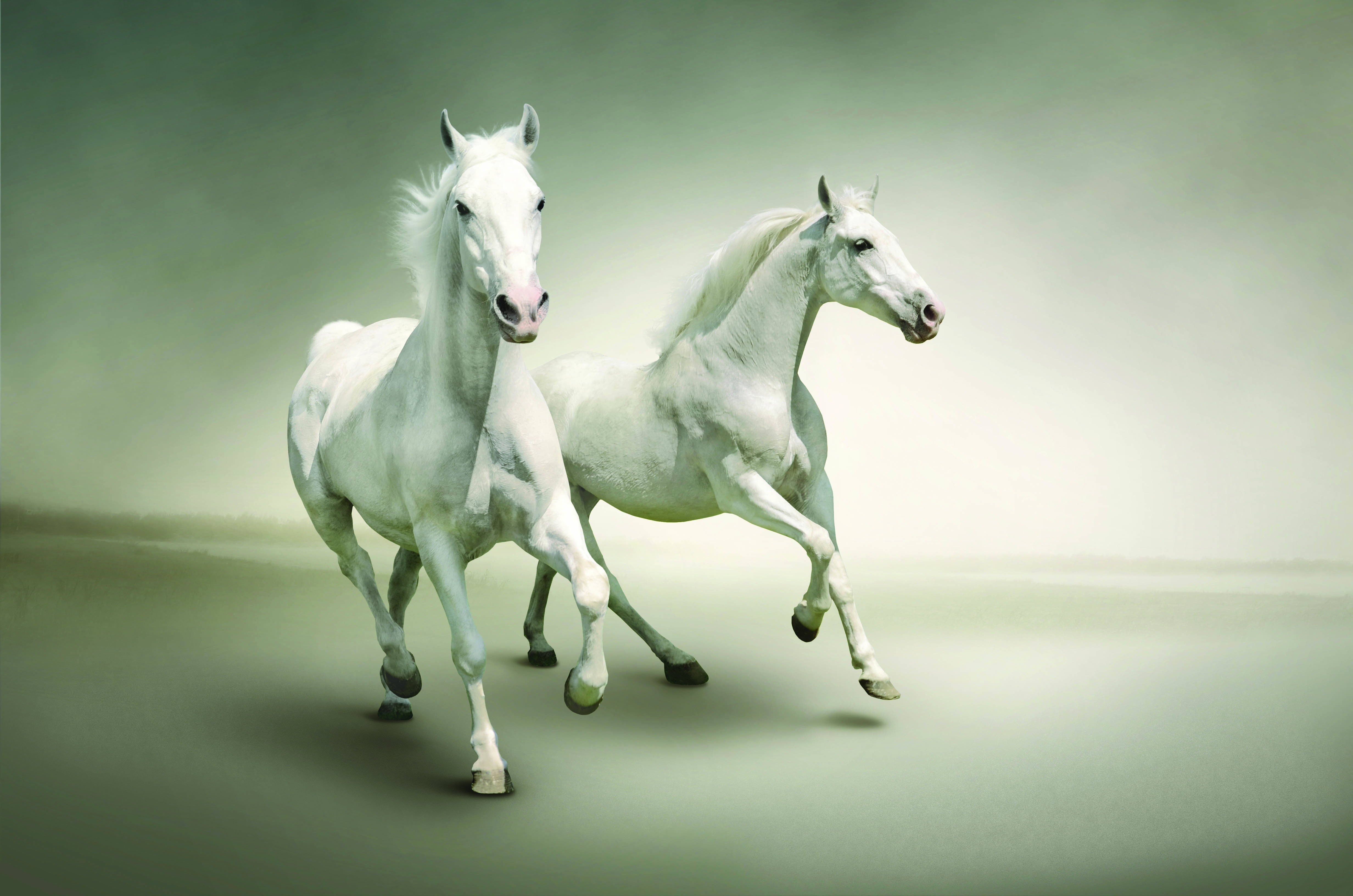 Wallpaper #HWdNCpMBSpphPi3-pNQH338 White Horse Wallpaper HD Save Wallpaperous