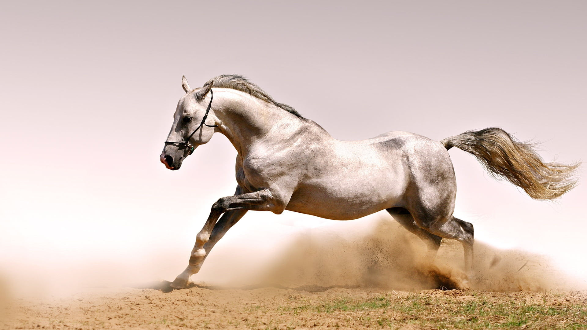 Wallpaper #Gx2aLJMBlOZrFDOk68sw315 White Horse HD Wallpaper Wallpaper Flare