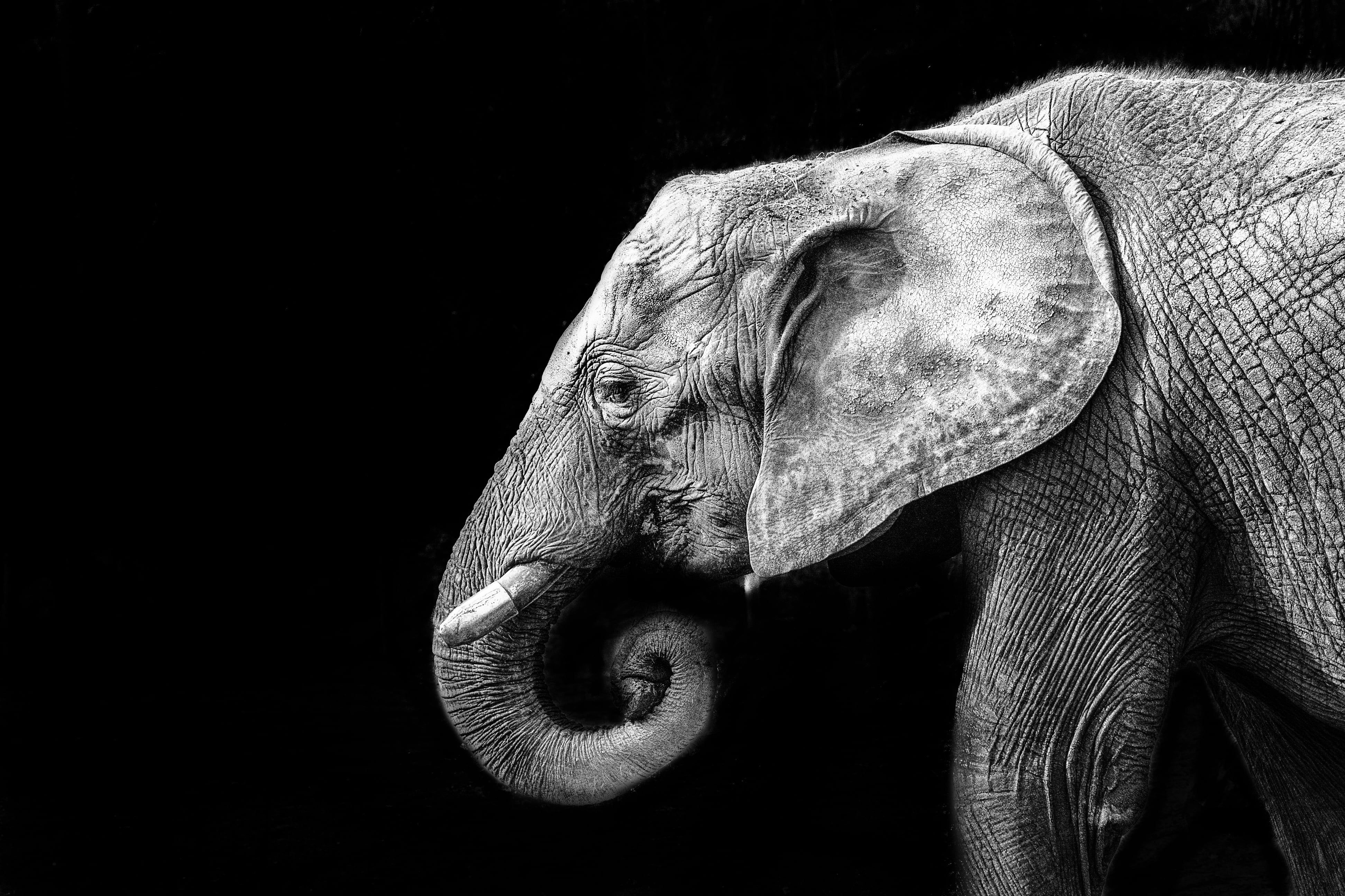 Wallpaper #sHfNJ5MB-pgBXx60h6cK66 Elephant in Close Up Photography HD Wallpaper Wallpaper Flare