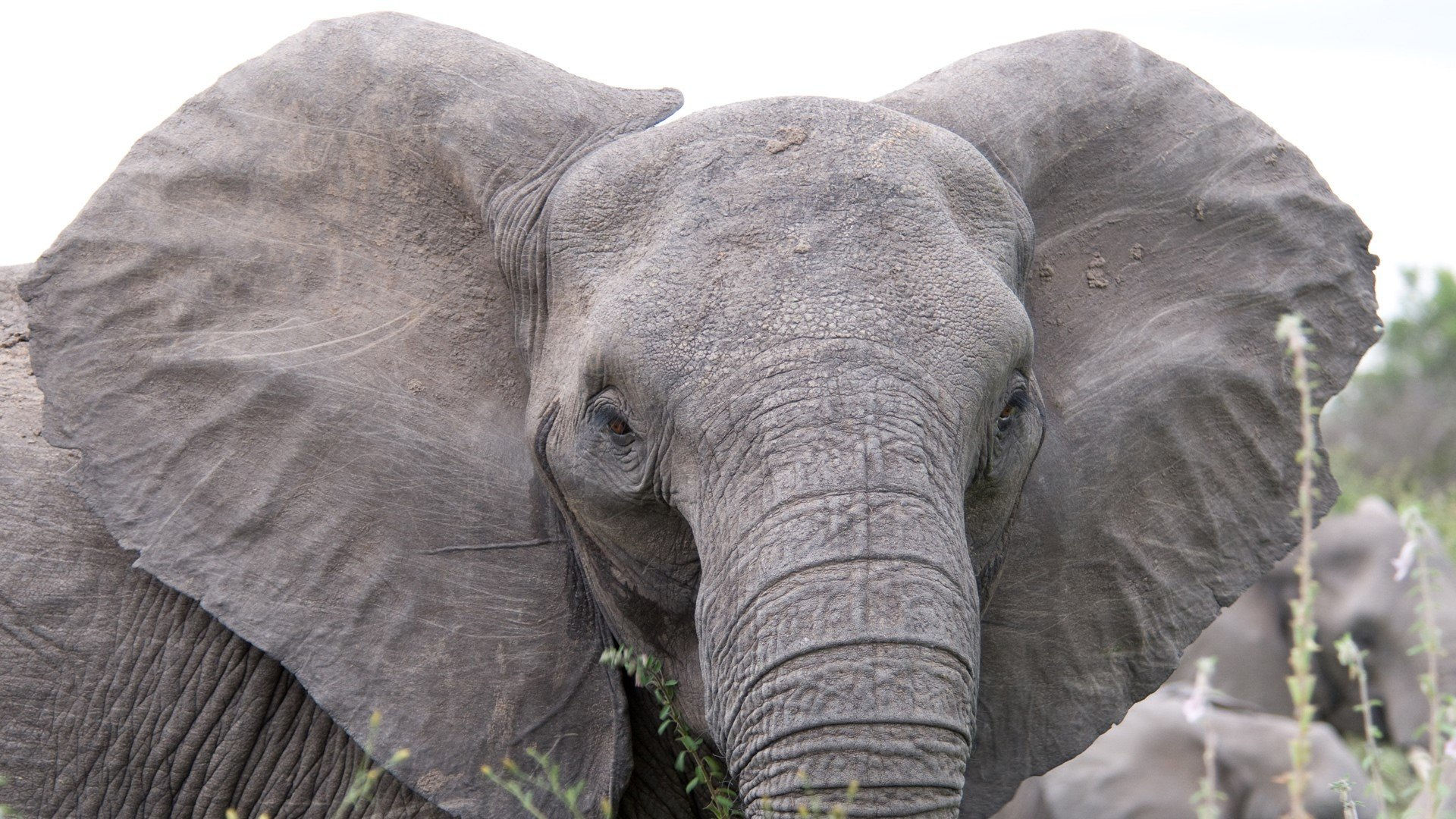 Wallpaper #sHfNJ5MB-pgBXx60h6cK264 Elephant Desktop Wallpapers Wallpics