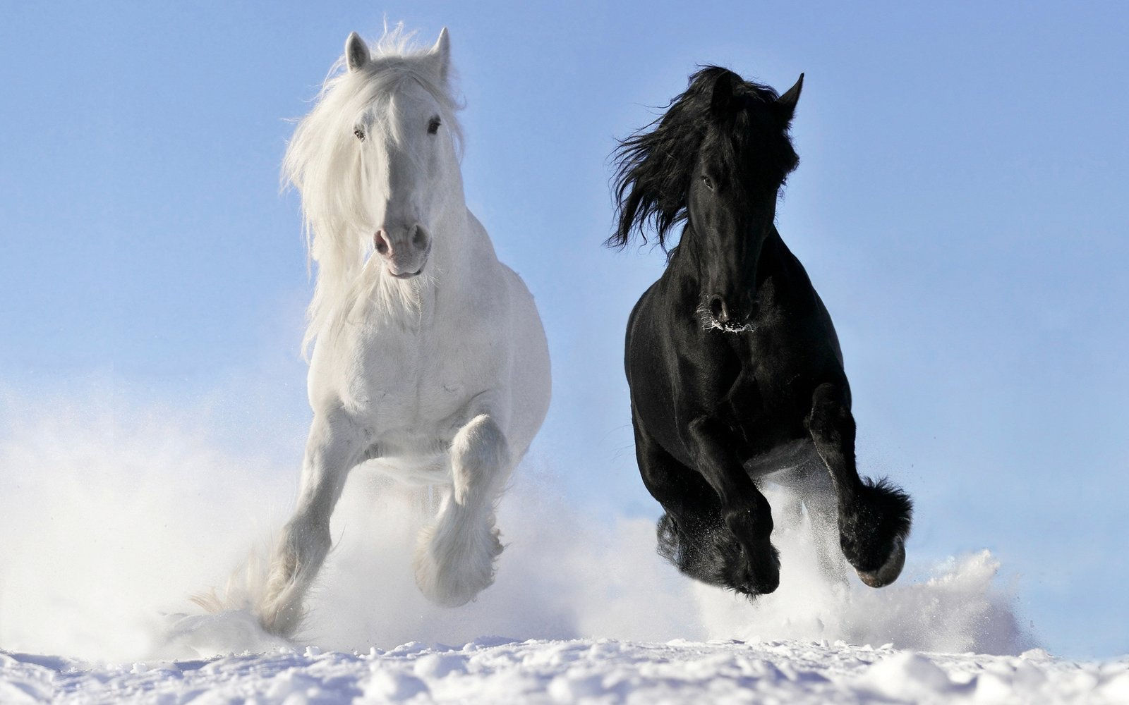 Wallpaper #L31i8I4Bnwiau_P6PAYN3 Black and White Horse 3840x2400 HD Wallpaper Wallpapers13com