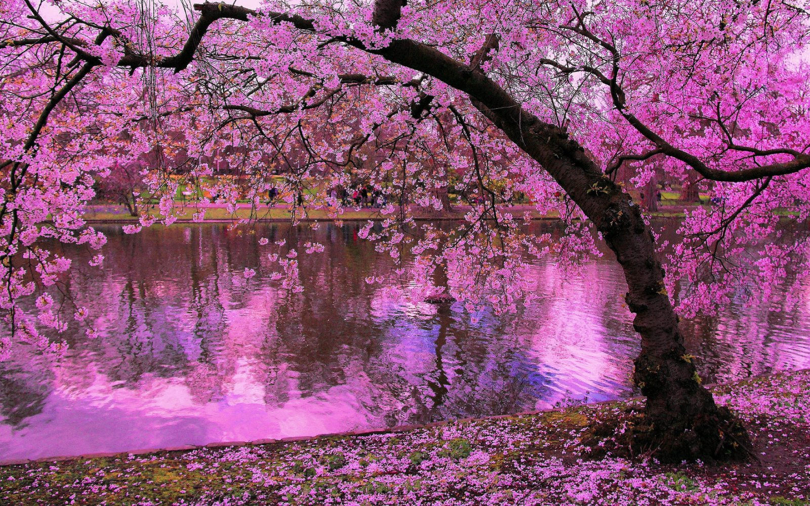 Wallpaper #-2em8JIBSpphPi3-dWf18 Spring Blooming Trees Pink Blossoms of Cherry River Reflection in