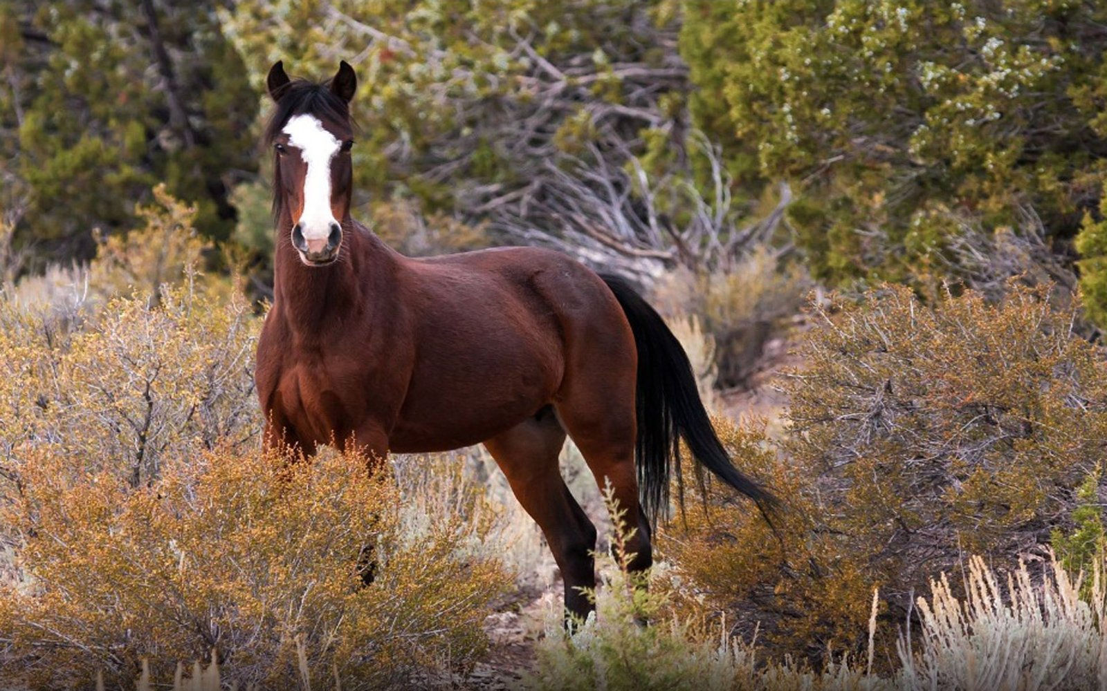 Wallpaper #6hplT5MB1yWOL4qgt37b25 Mustang Wild Horse in Nature Originated by Spanish Mustangs Horses