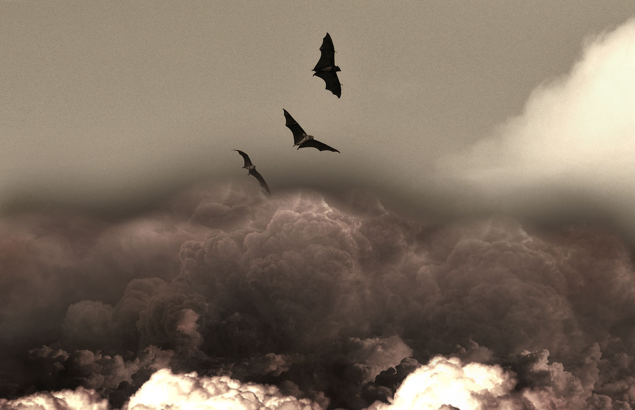 Wallpaper #d2ci6JIBSpphPi3-vzvN9 The Us Wanted to Use Bat Bombs in World War Ii