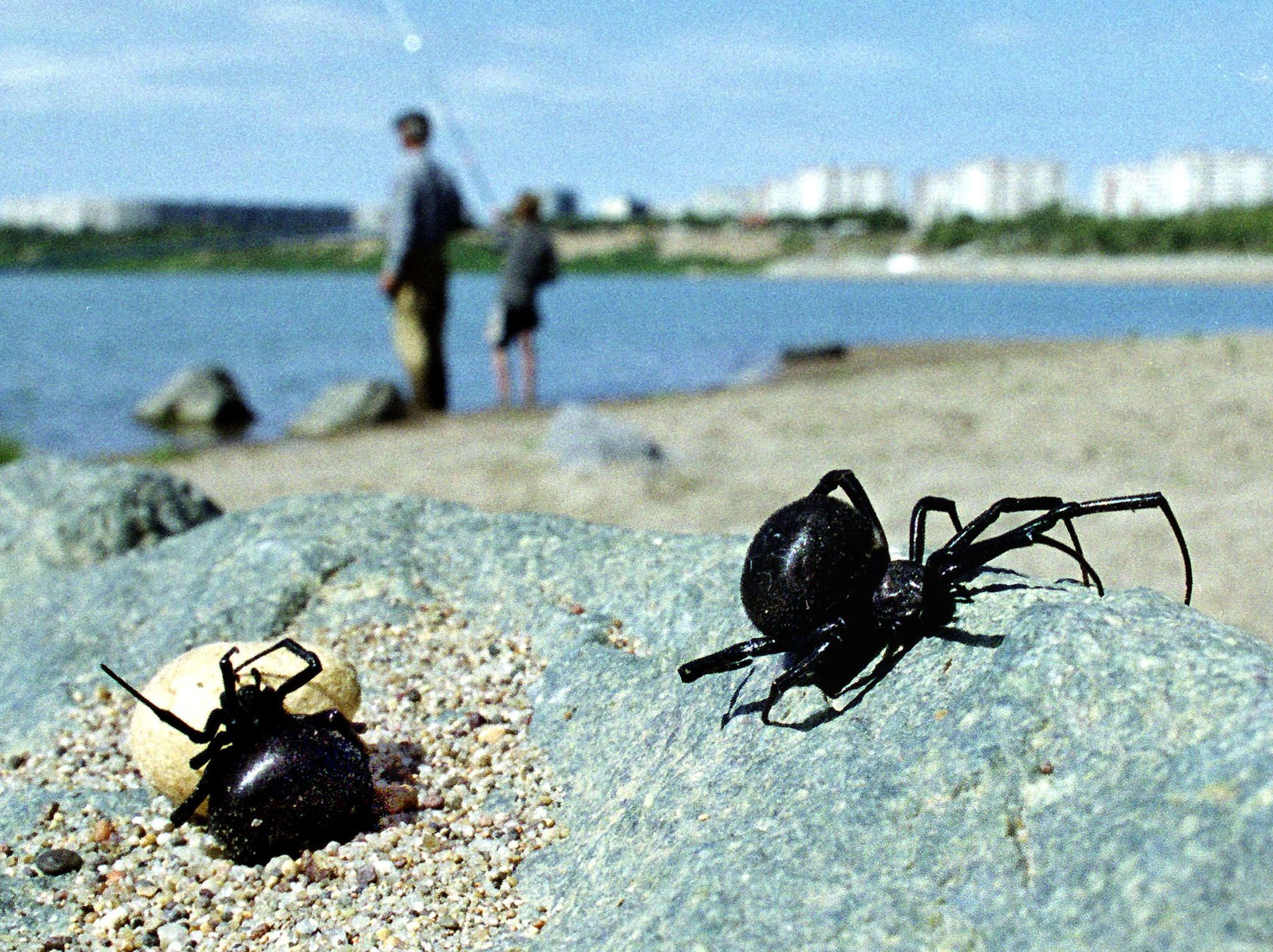 Wallpaper #5vQUOpMBKFX8bn3rPHdj324 Northern Black Widow Spider Bite One Species a Day Northern Black