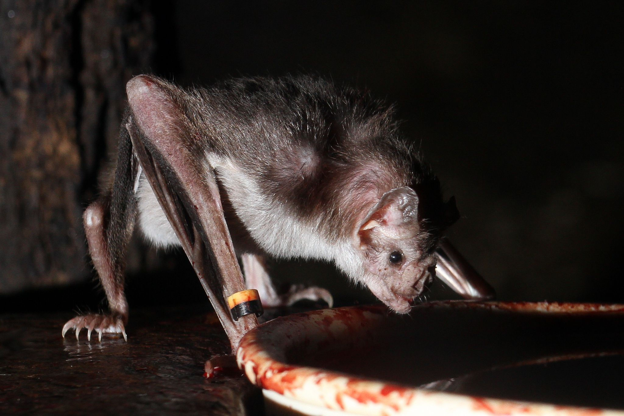 Wallpaper #r3KDMpMBX2lk1u3ogFrF173 Scientists Solve Mystery of How Vampire Bats Feed on Blood Without